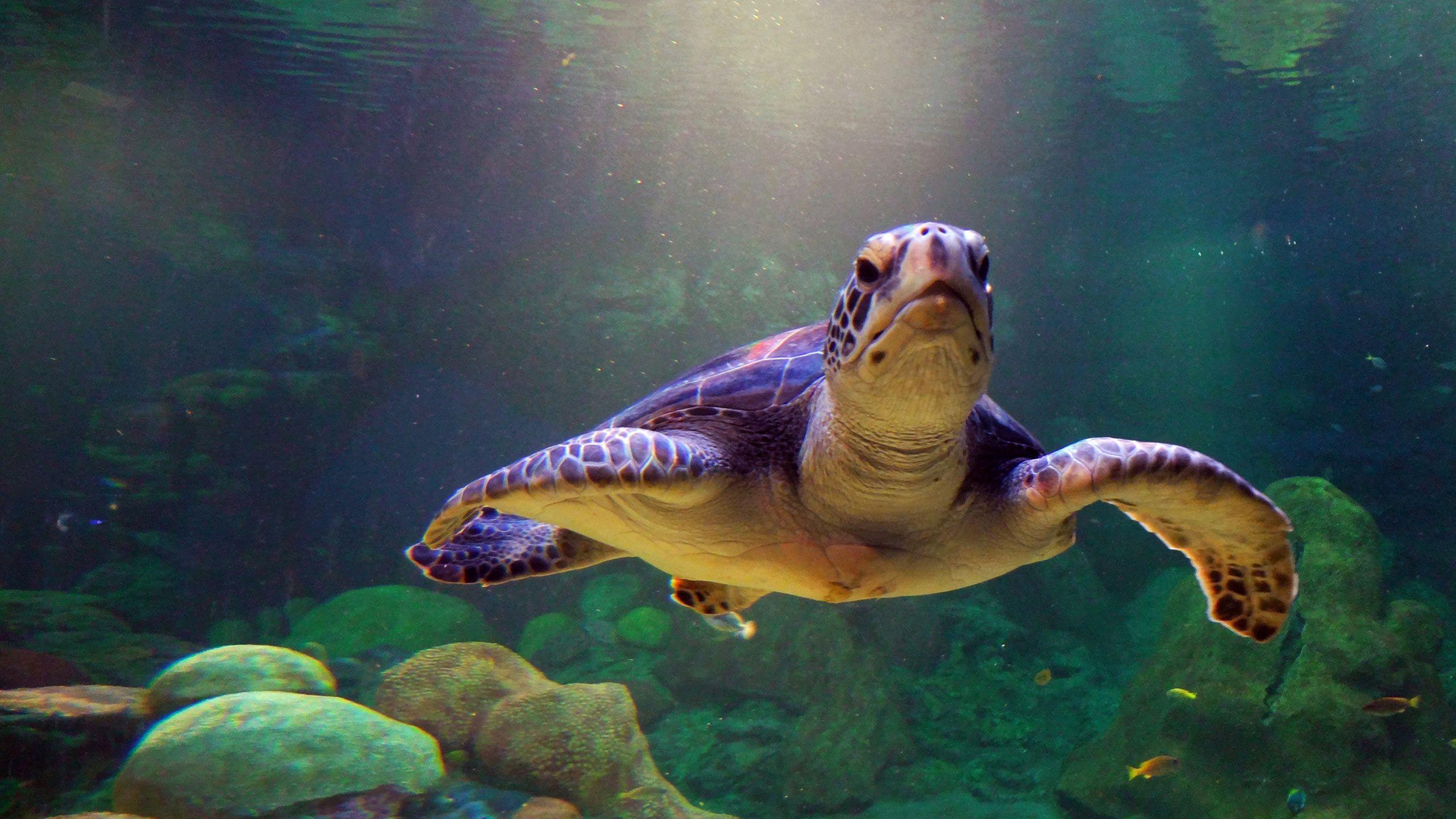 2560x1440 Sea Turtle Wallpaper