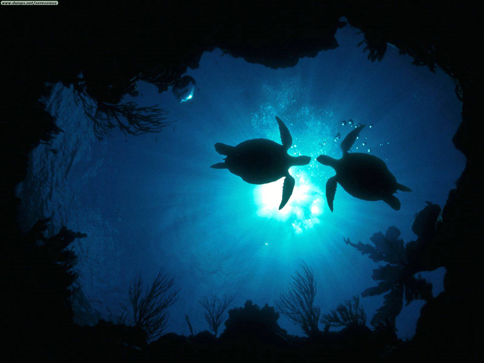 1600x1200 Sea Turtle Background