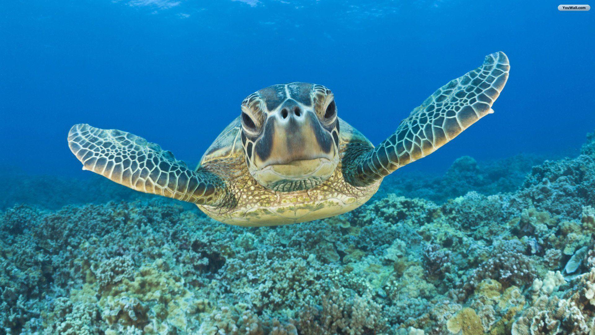 1920x1080 Sea Turtle Wallpaper Desktop