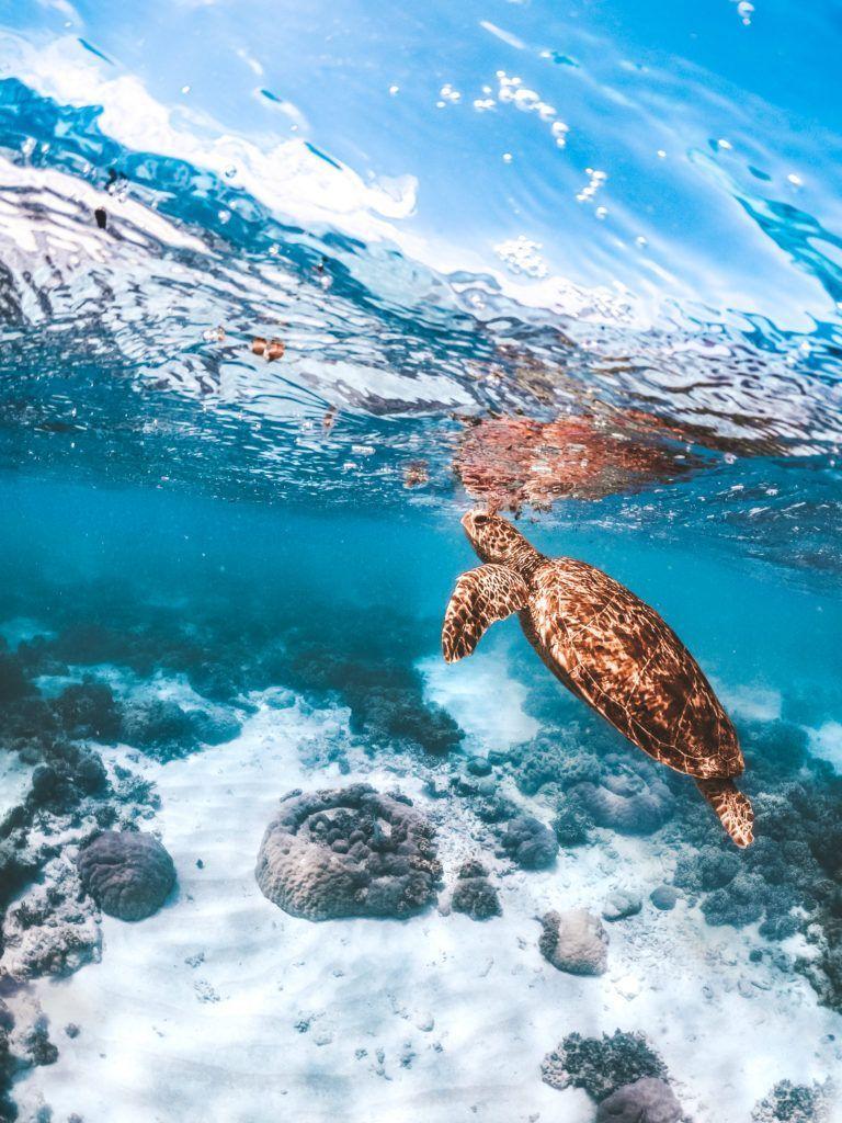768x1024 Turtle ways to experience the Great Barrier Reef. Sea turtle picture, Save the sea turtles, Sea turtle wallpaper
