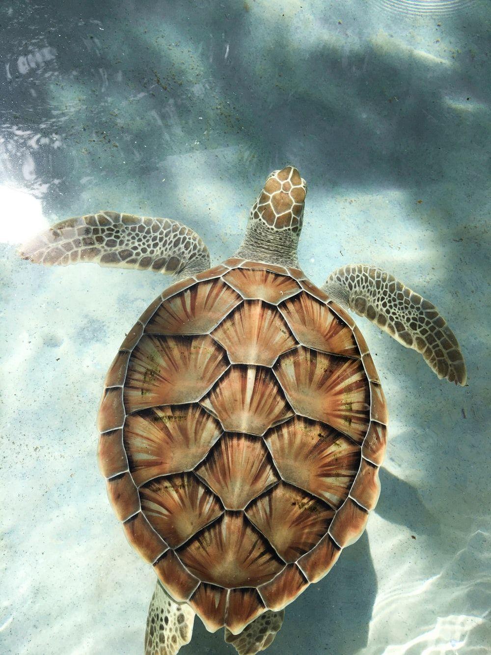 1000x1333 brown turtle swimming in water photo