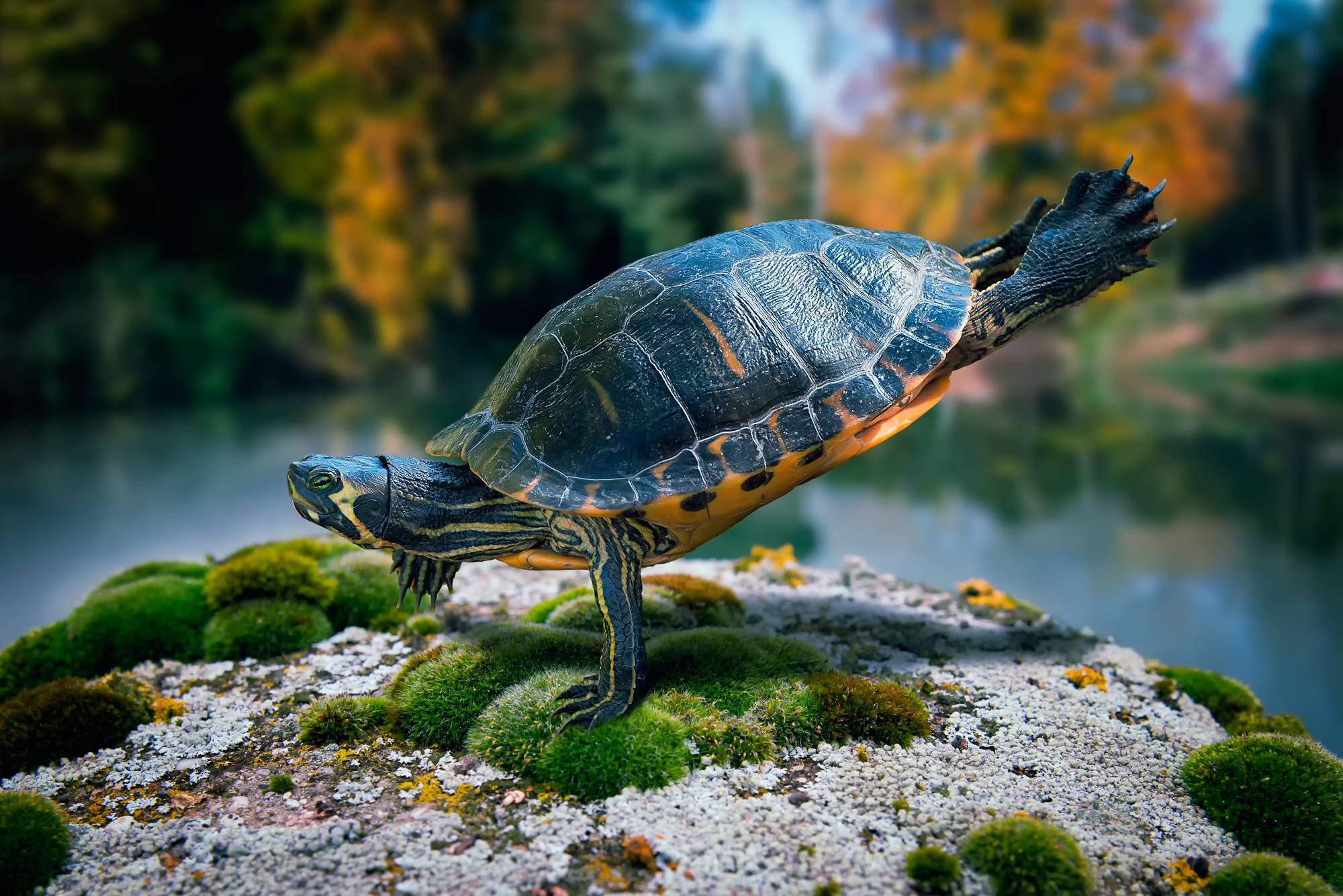 2000x1335 turtle, swimming, sea 720x1560 Resolution Wallpaper, HD Animals 4K Wallpaper, Image, Photo and Background