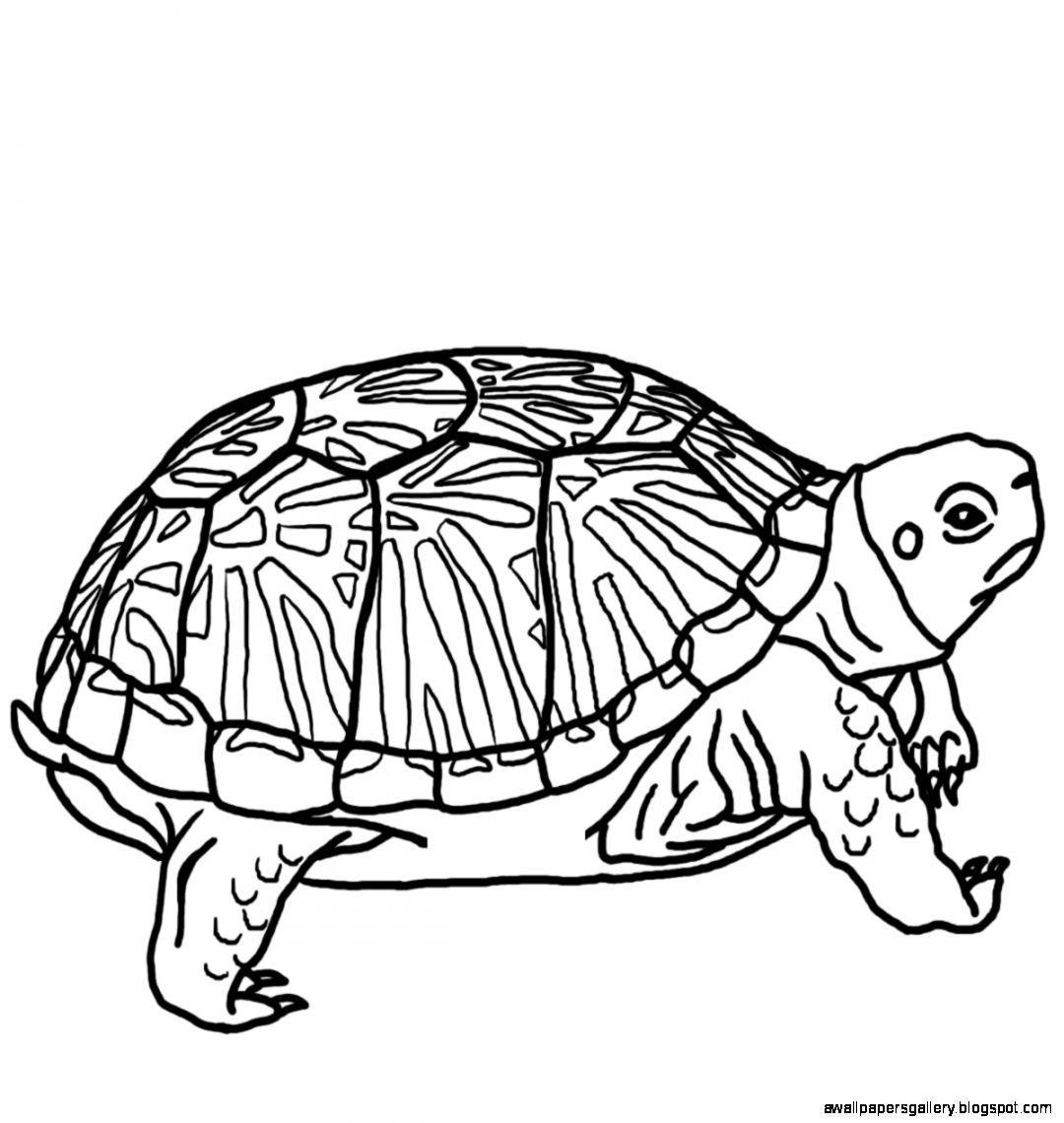 1080x1140 Turtle clipart black and white wallpaper gallery