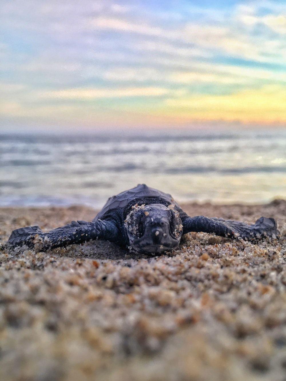 1000x1333 turtle on beach sand photo