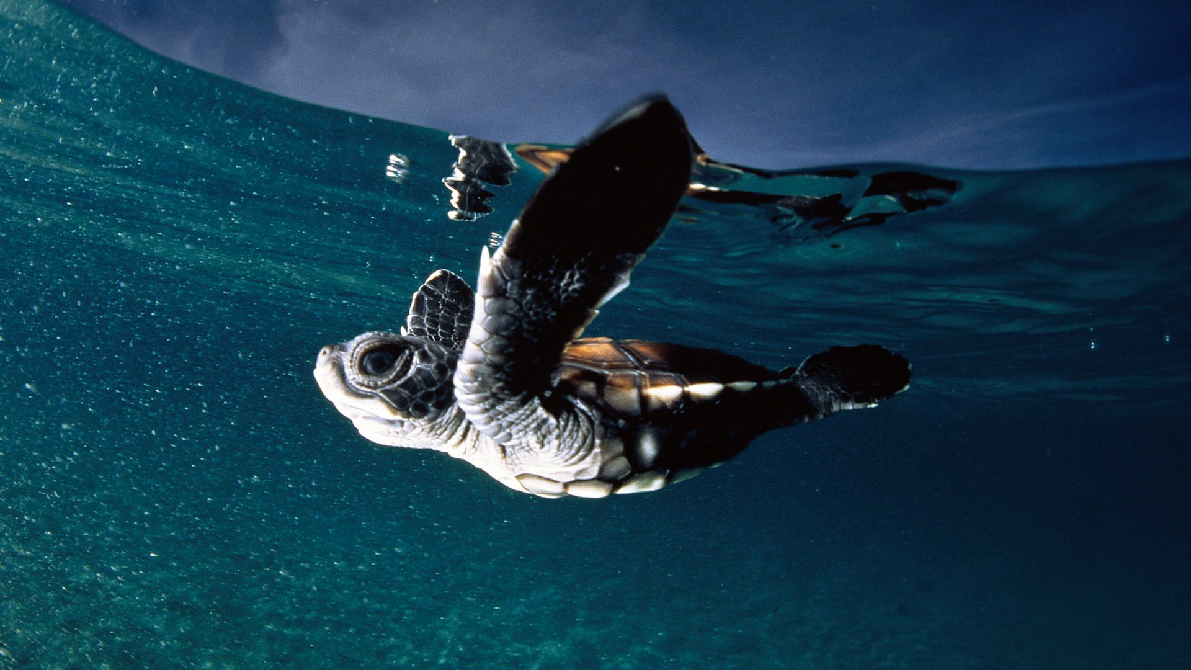 3840x2160 Download Wallpaper Turtle, Sea, Swim, Underwater 4k Wallpaper Turtle