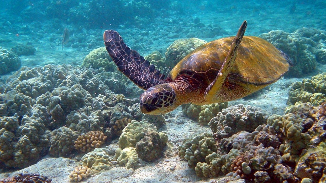 1366x768 Swimming with the Turtles in Beirut. Emily O'Dell