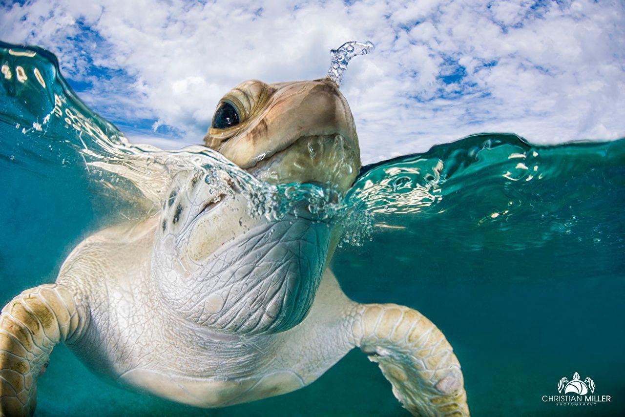 1280x854 Wallpaper Animals Turtles Macro Water Head Closeup swimming