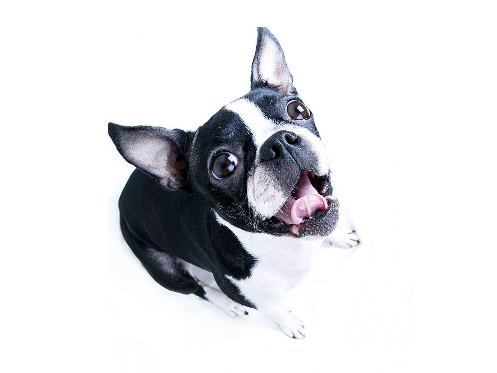 1600x1200 Boston Terrier Wallpaper Free Download