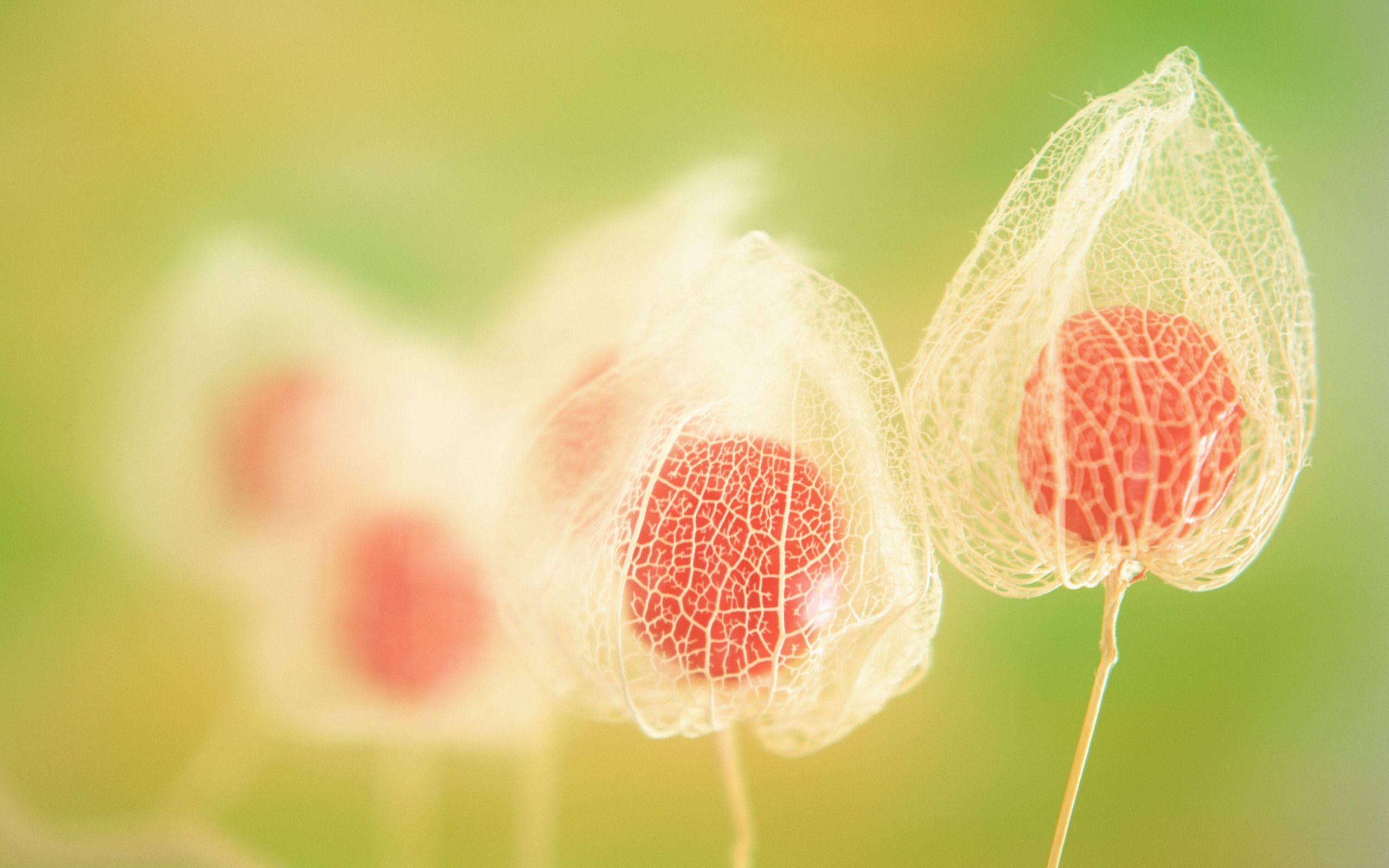 2560x1600 Chinese Lantern