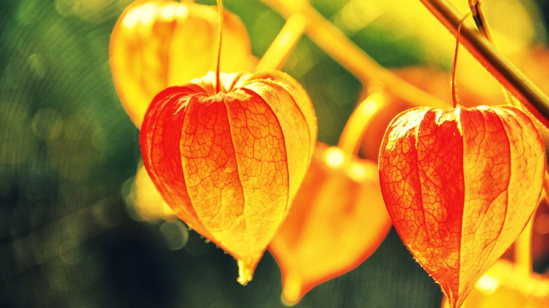 1920x1080 chinese lantern plant. Chinese Lantern Plant Wallpaper In 1920x1080