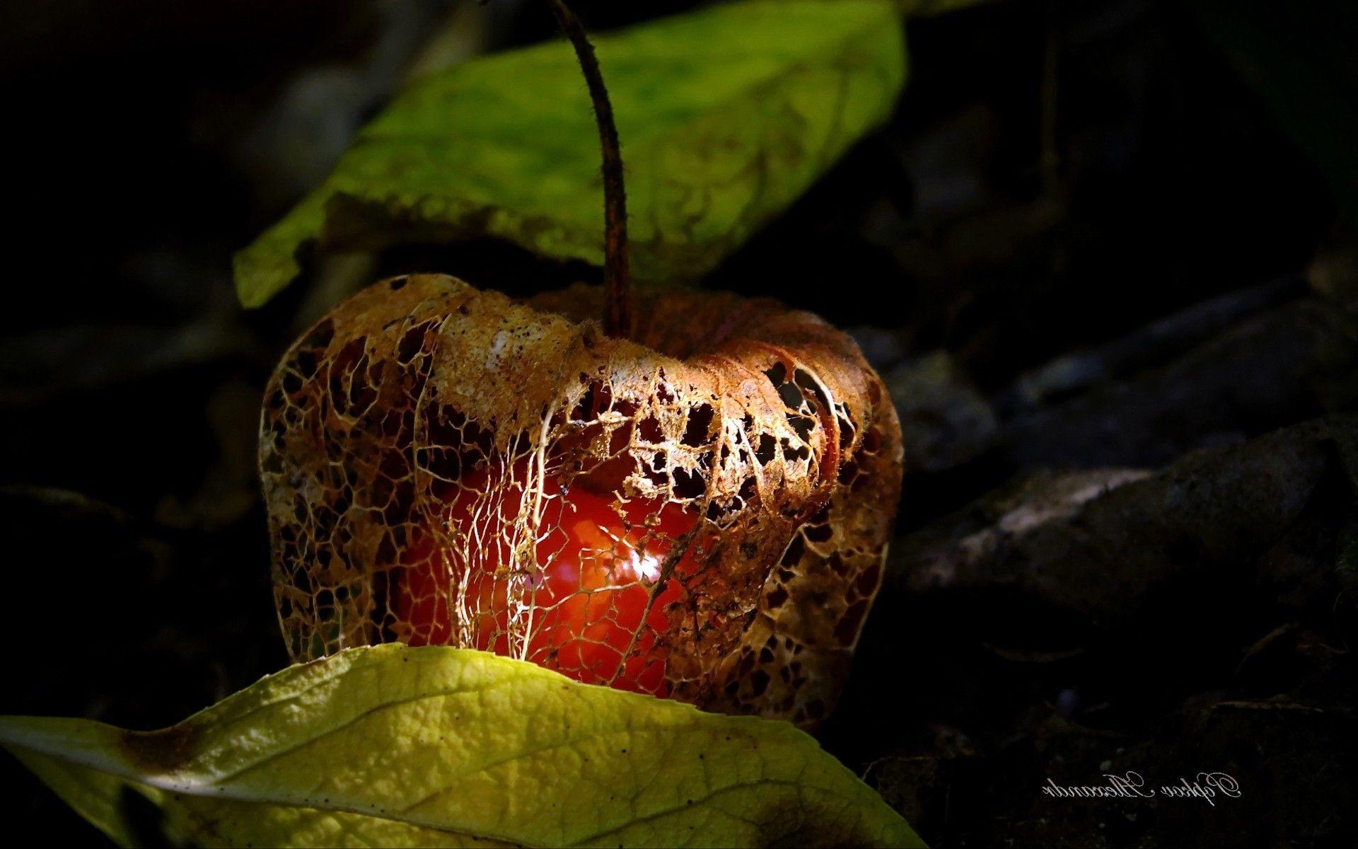 1920x1200 water, Coffee, Cappuccino, Scissors, Wooden surface, Chinese lantern