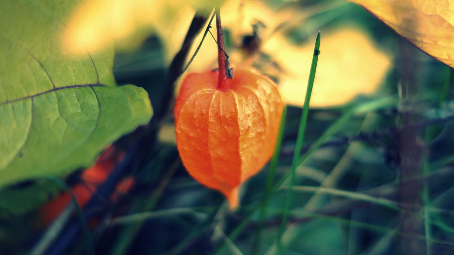 1920x1080 Beautiful Plant Orange Fruit Macro Wallpaper H Wallpaper