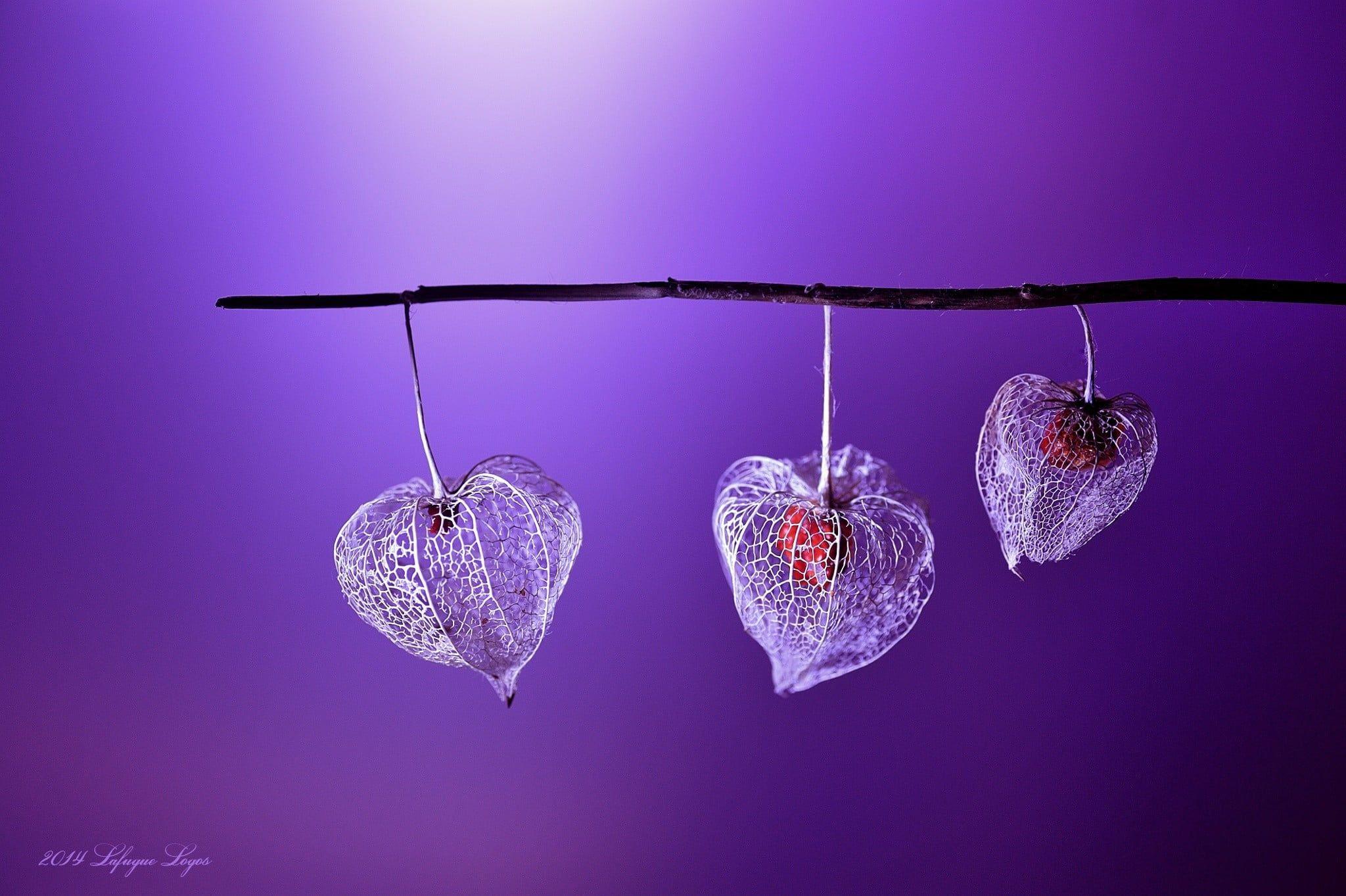 2048x1363 Three heart shaped leaf during night time HD wallpaper