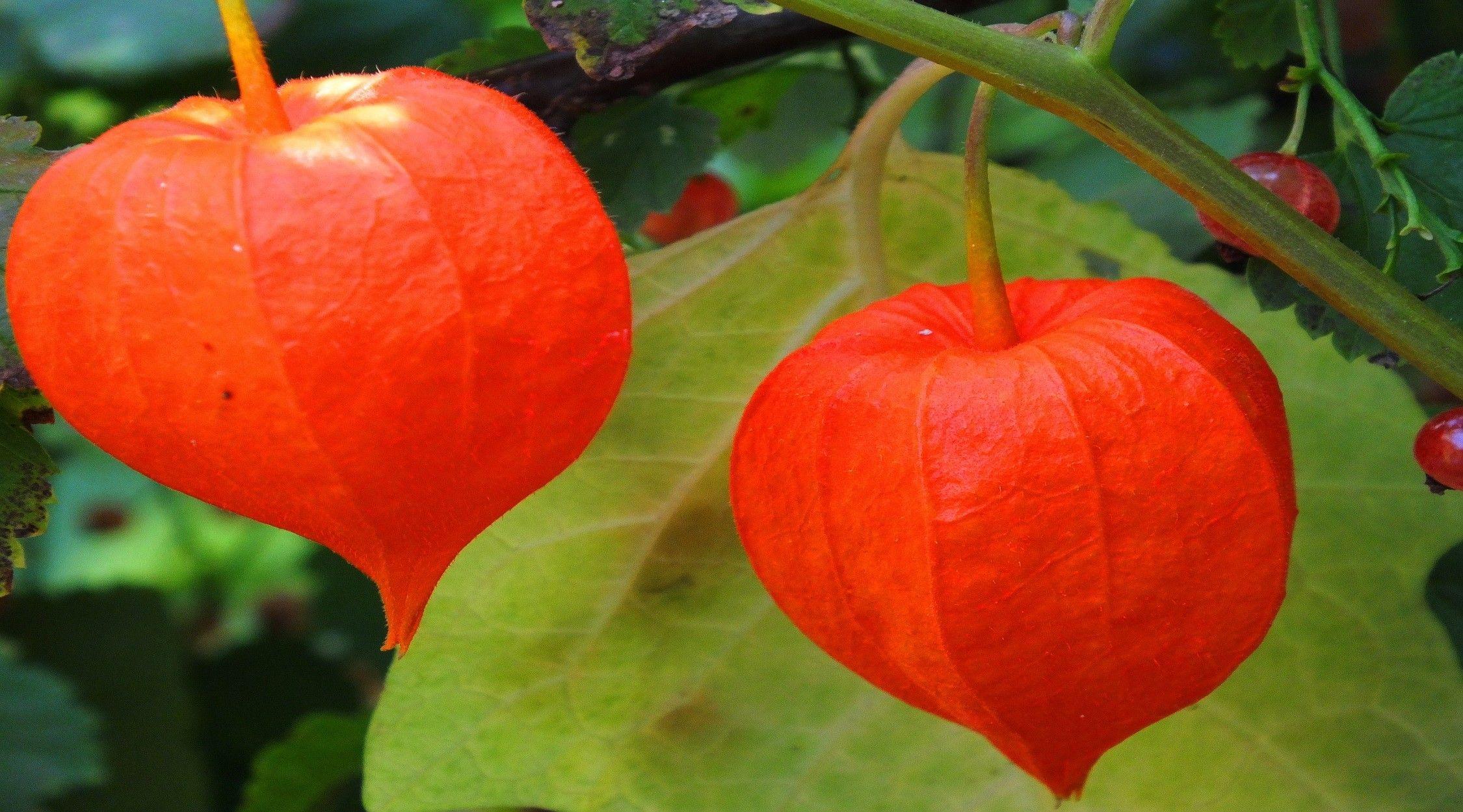 2250x1250 Flower: Green Leaf Stem Chinese Orange Nature Lantern Flower