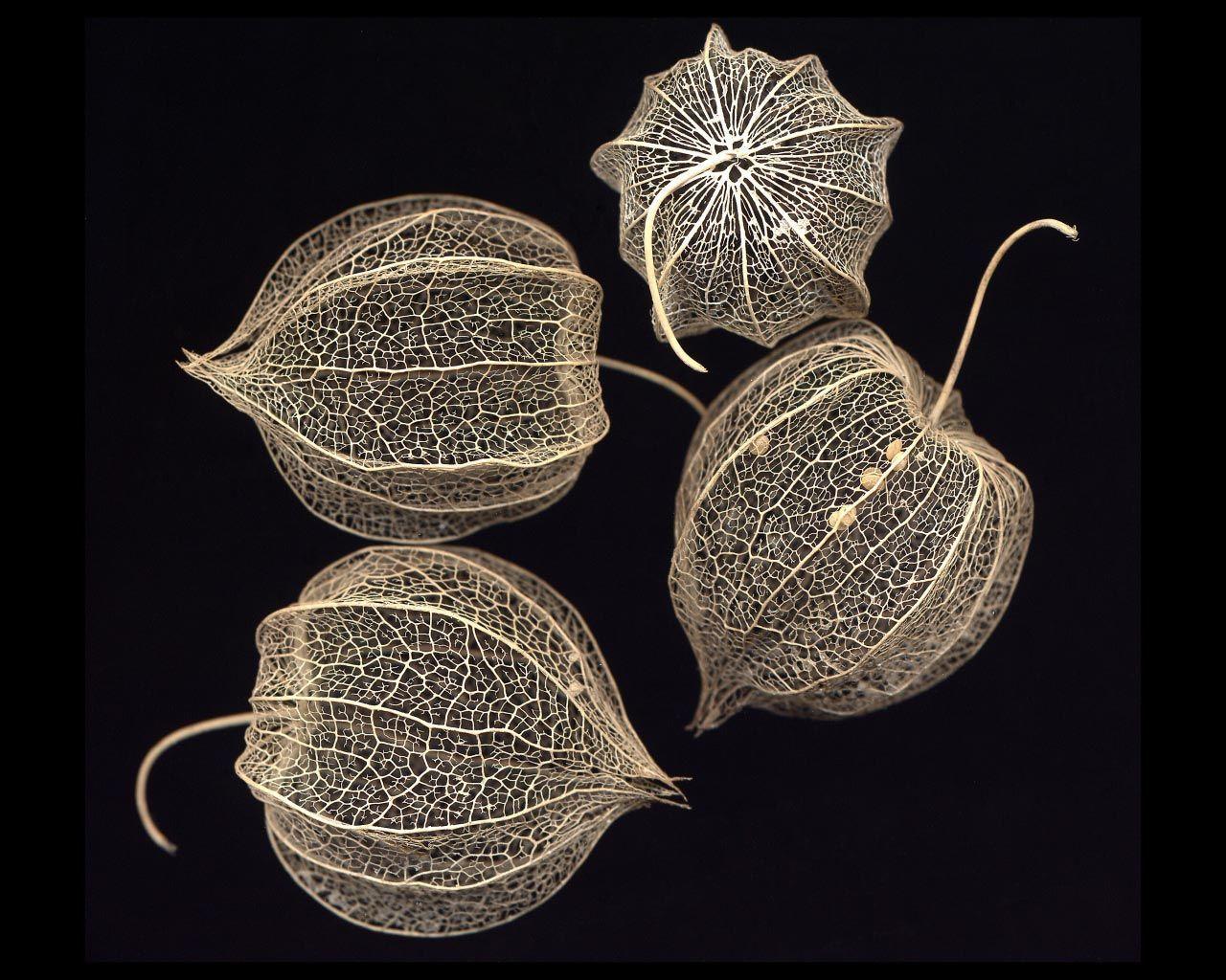 1280x1024 This Wallpaper. Physalis. is on of Thousends wallpaper