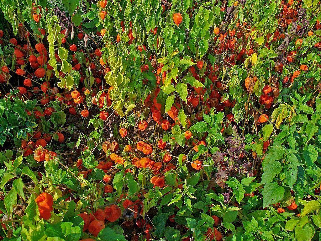 1024x768 Physalis alkekengi, Solanaceae, Bladder Cherry, Chinese Lantern