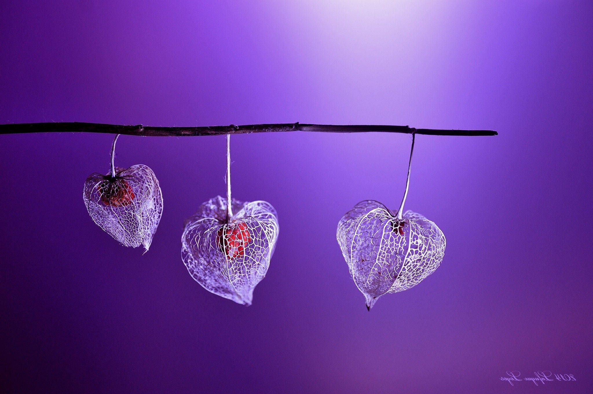2048x1363 water, Coffee, Cappuccino, Scissors, Wooden surface, Chinese lantern