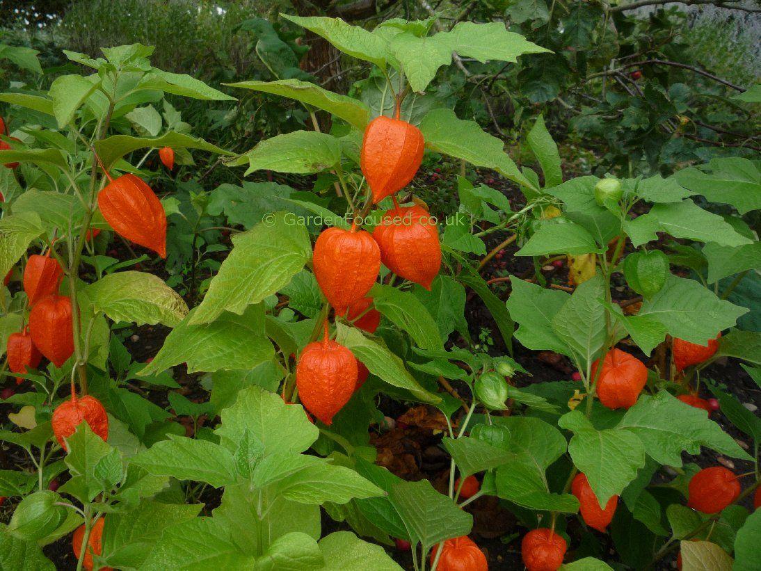 1094x821 Chinese Lantern Plant Picture - Image Search Results