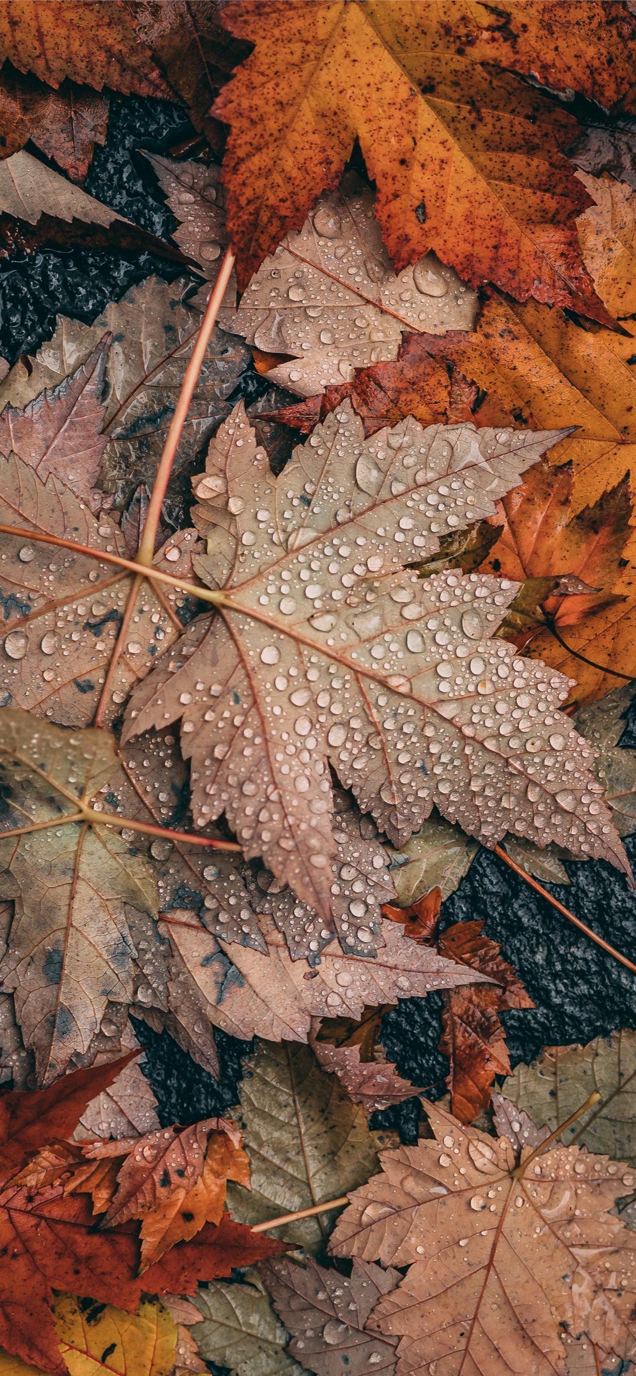 1284x2778 Fall Time I made today Enjoy Fall Time I made toda. iPhone Wallpaper Free Download