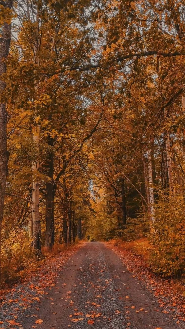 736x1308 Fall is the most beautiful time of the year