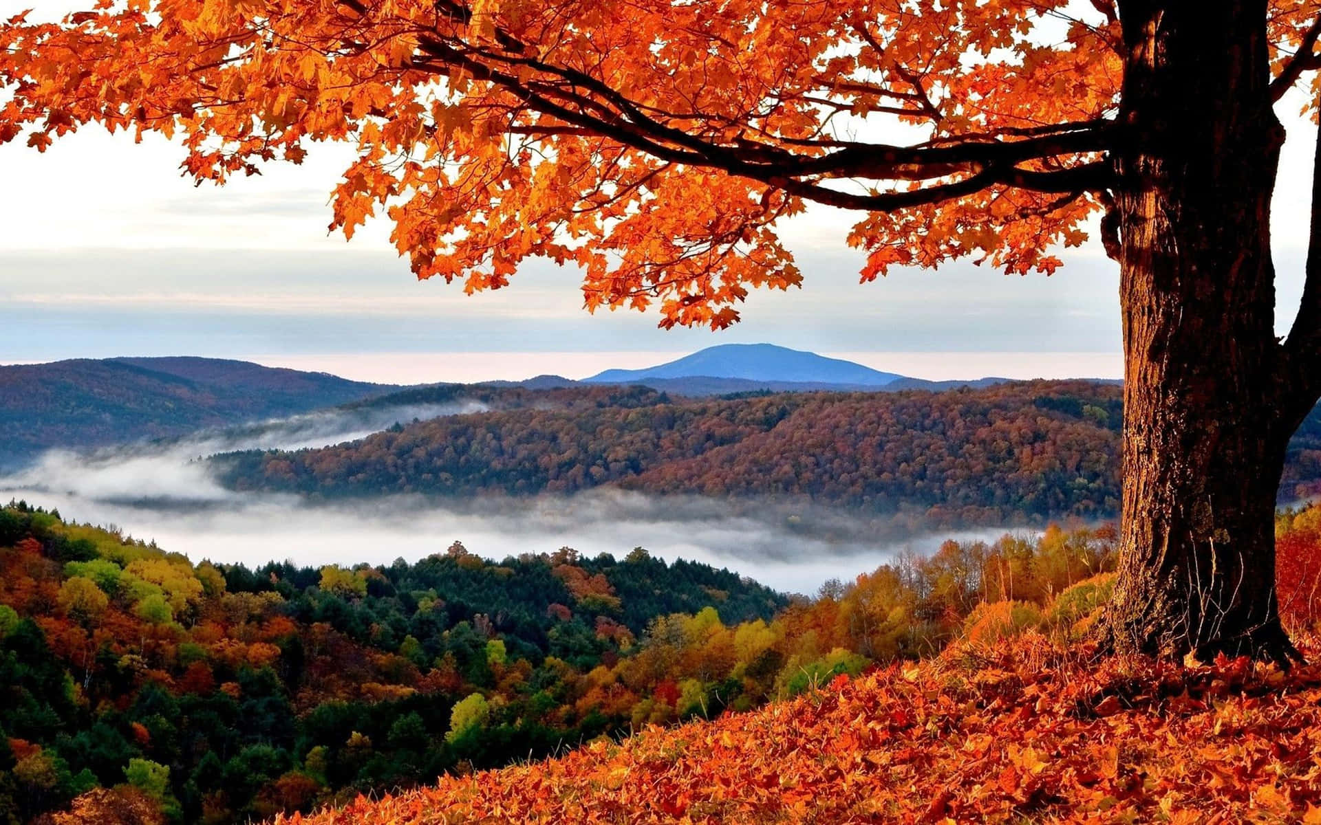 1920x1200 Autumn Background