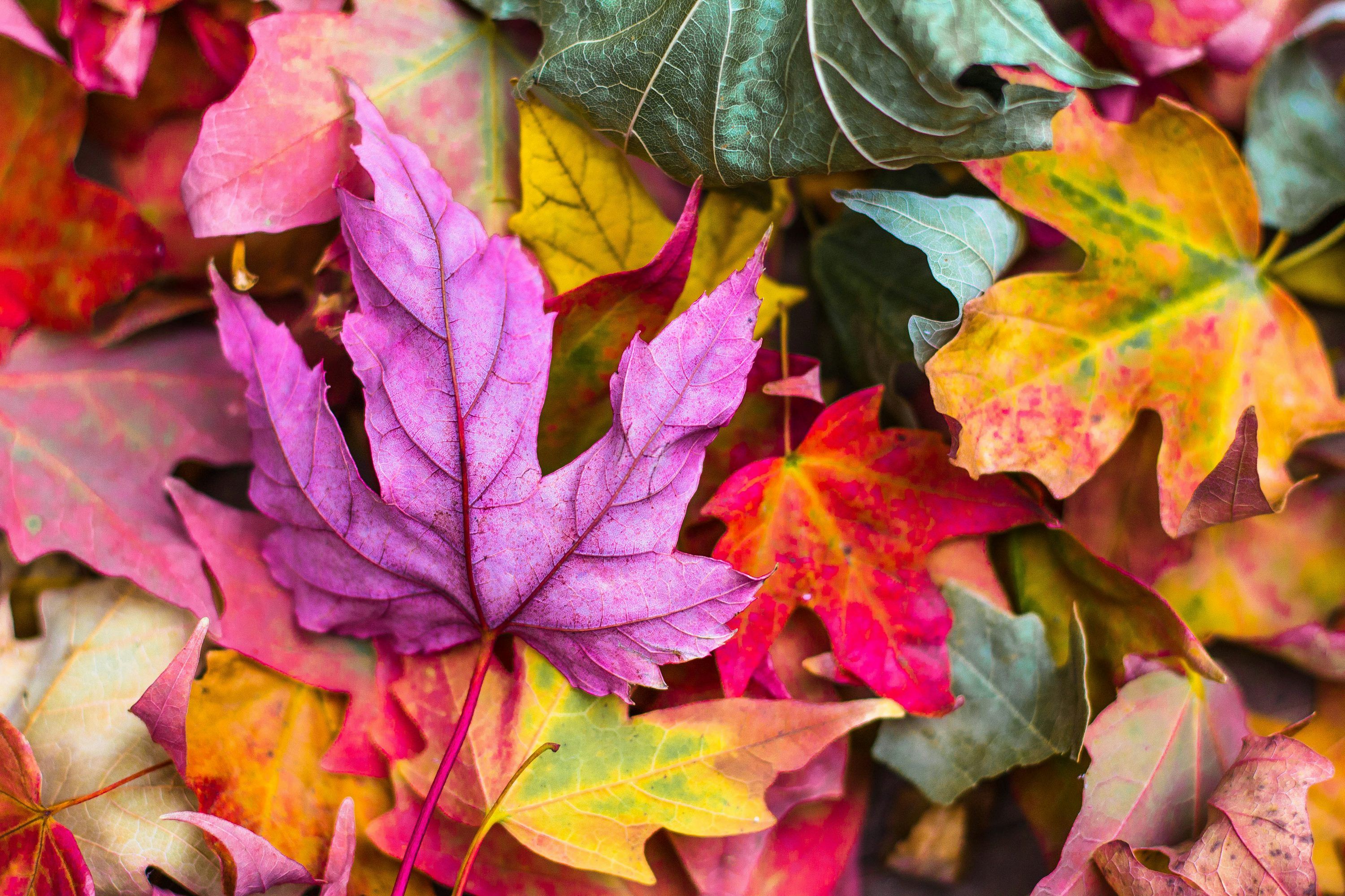 3000x2000 Autumn Leaves Picture. Download Free Image