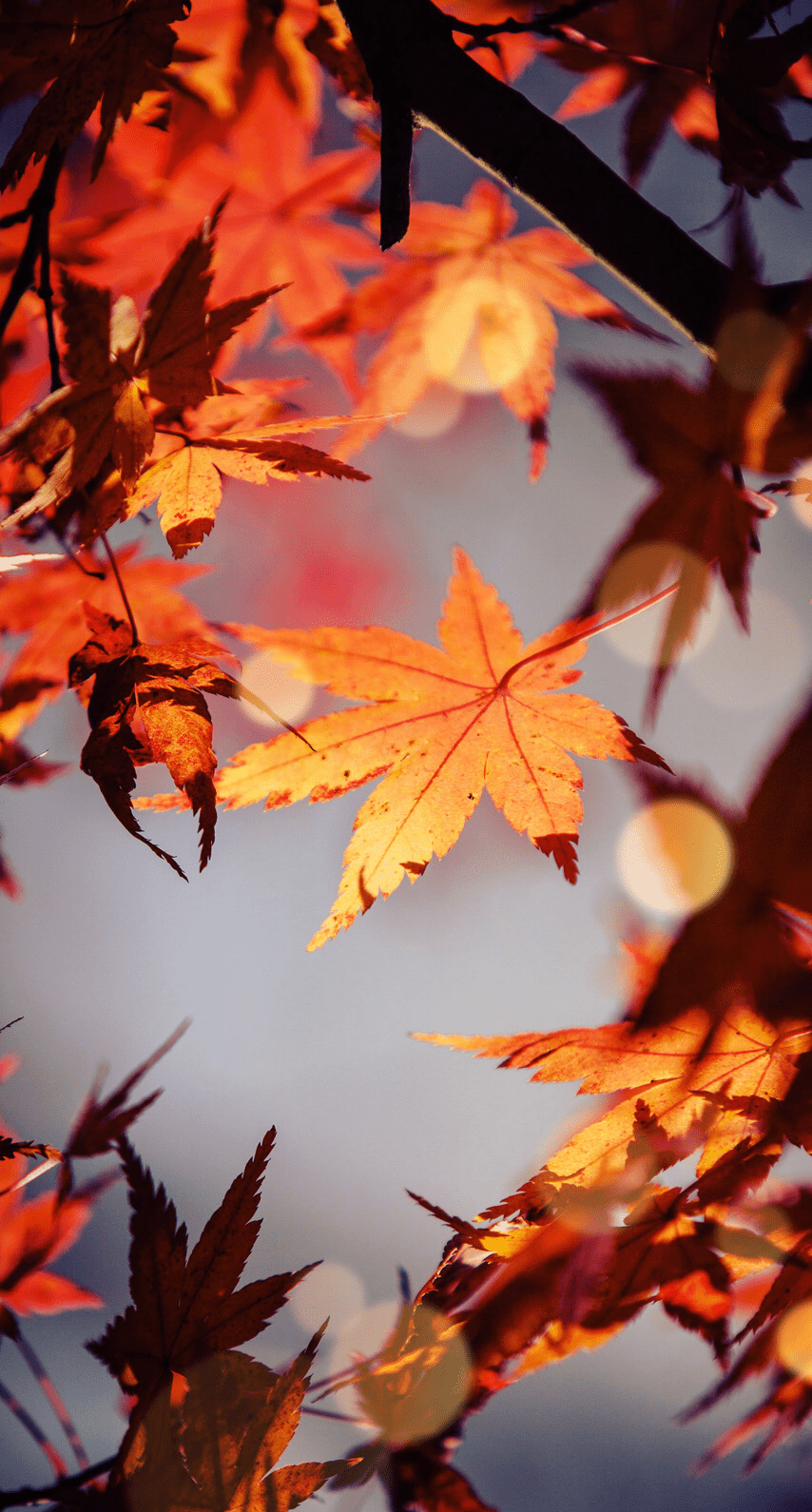 854x1590 Fall Time Wallpaper