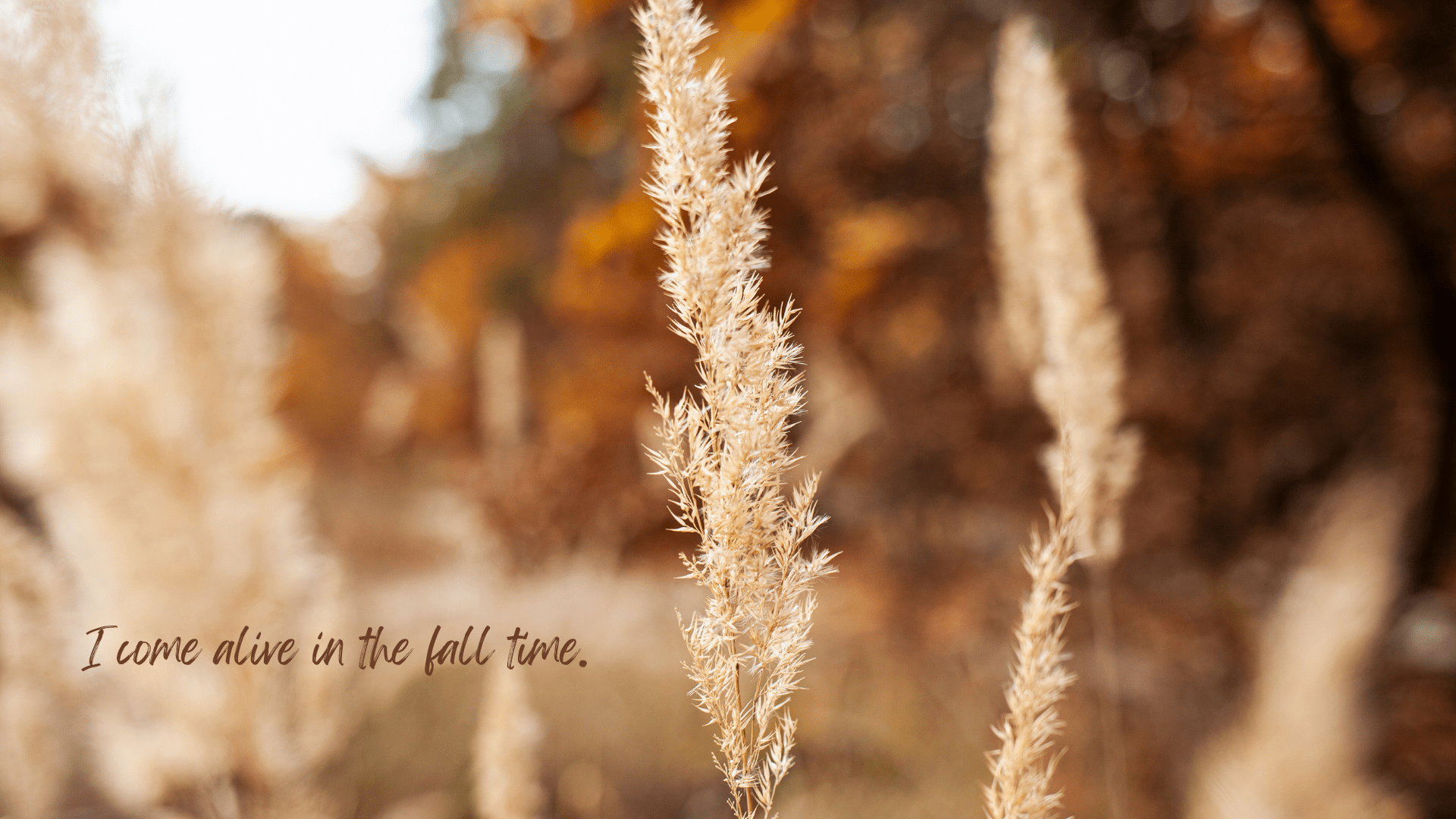 1920x1080 FREE Aesthetic Fall Wallpaper iPhone and Desktop