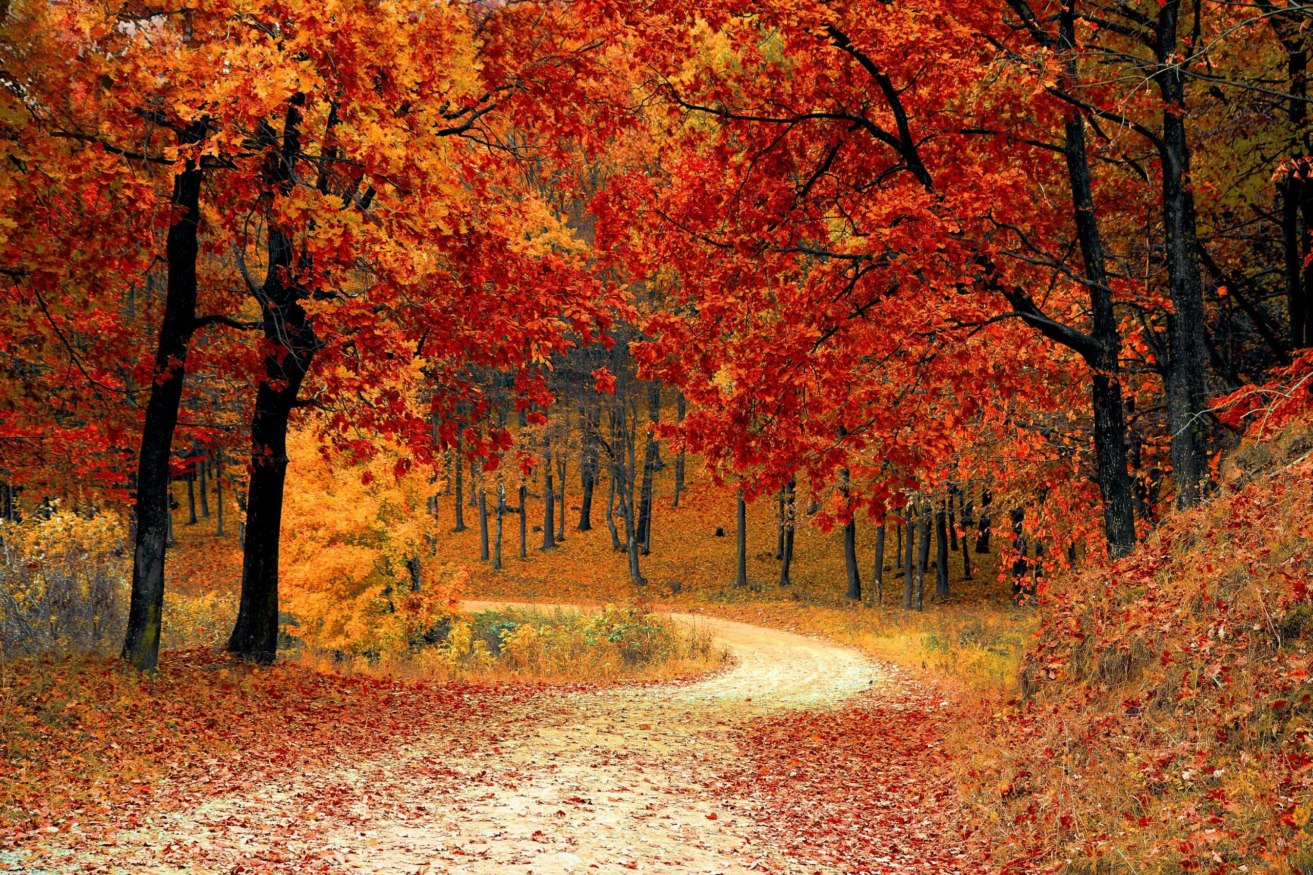 2560x1707 Explore the Beauty of Fall Travel Without the Hassle of Glasses