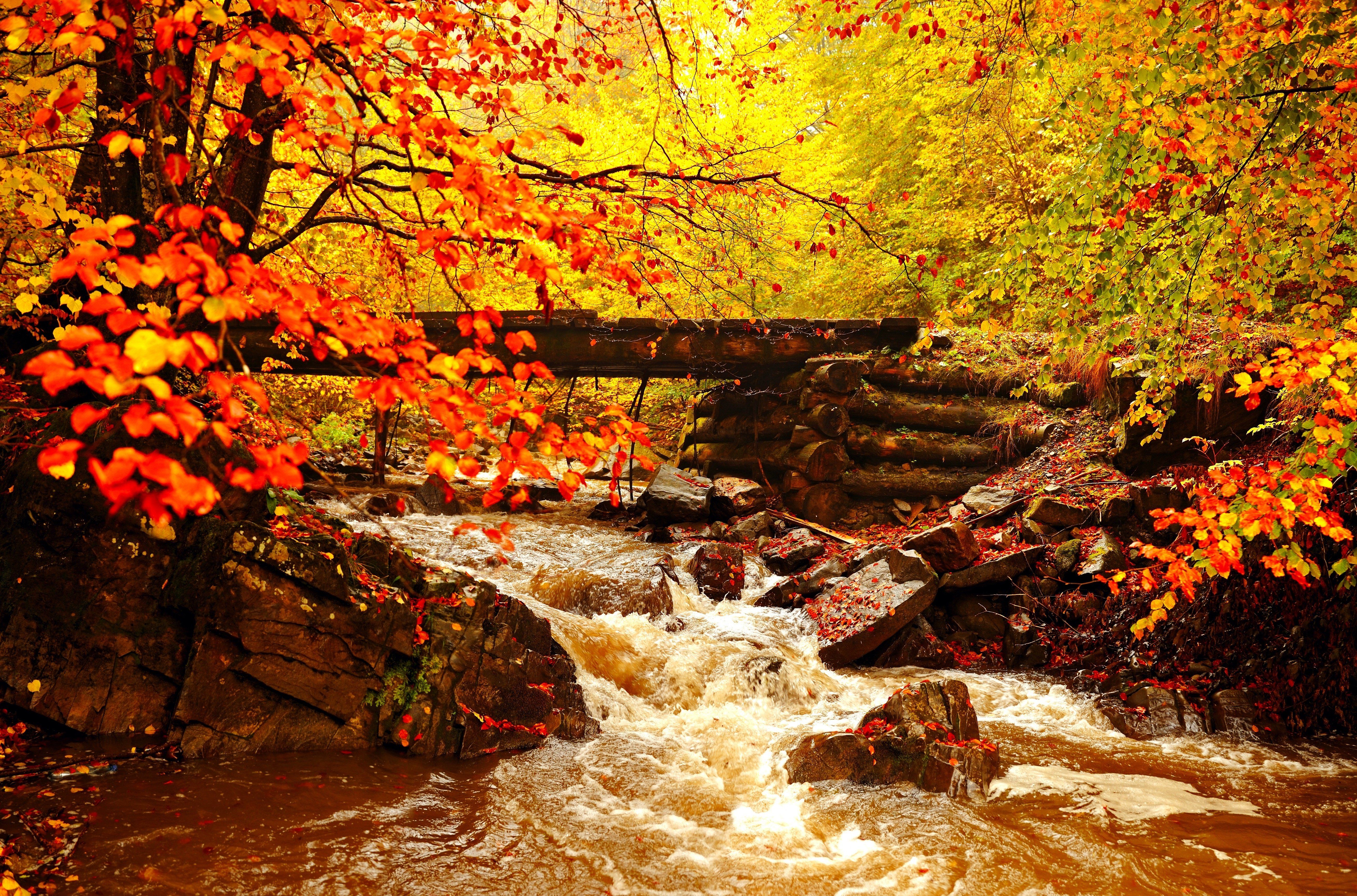 5230x3455 landscape, Leaves, Golden, Autumn Wallpaper HD / Desktop and Mobile Background