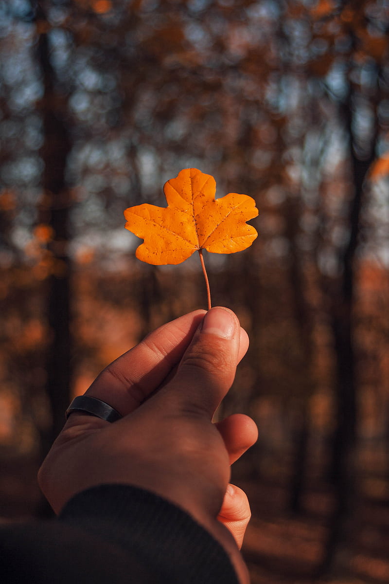 800x1200 Autumn, aesthetic, fall, good, happy, heart, life, nature, orange, time, HD phone wallpaper