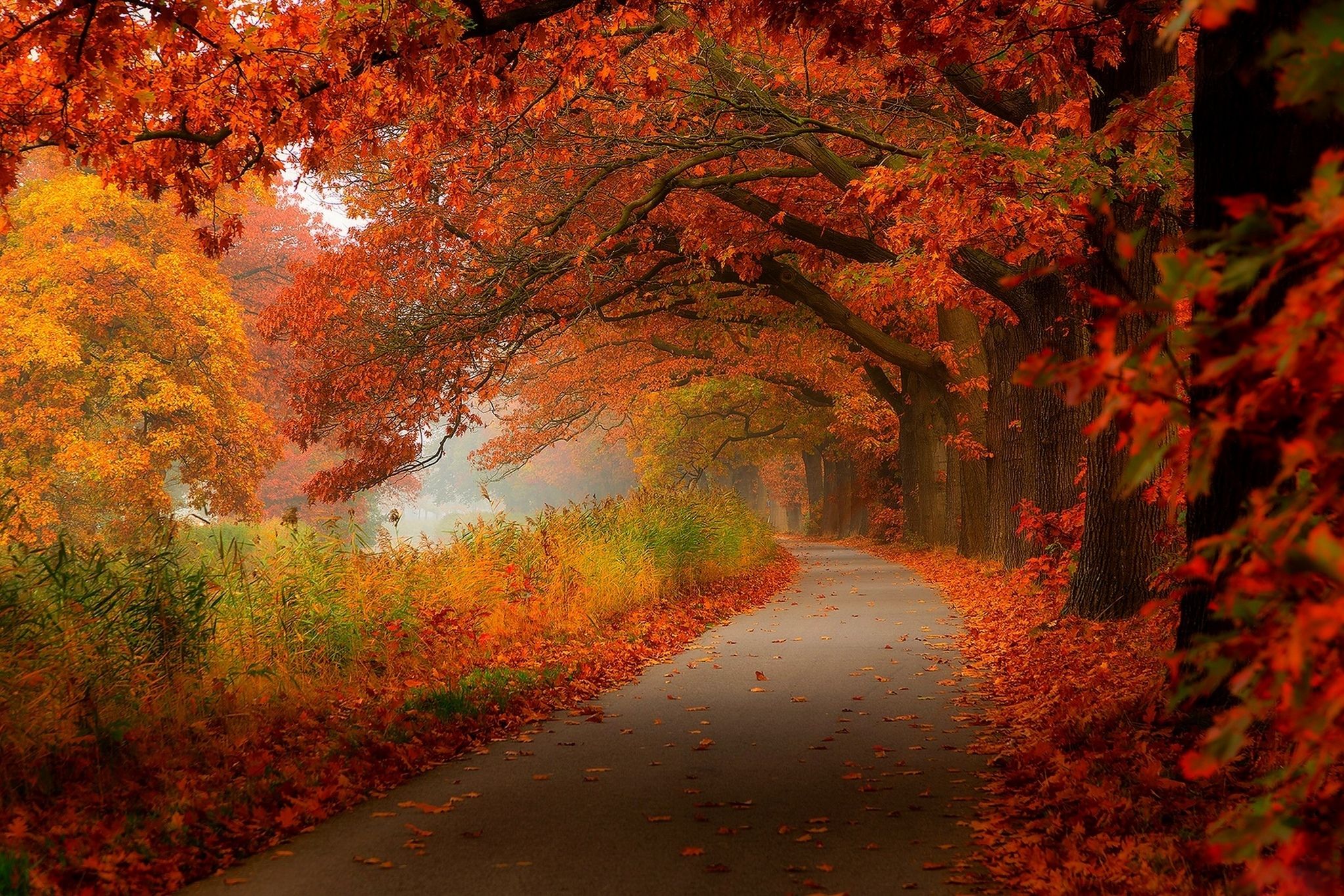 2048x1366 Wallpaper autumn, forest, leaves, trees, nature, Park, HDR, walk for mobile and desktop, section пейзажи, resolution 2048x1366