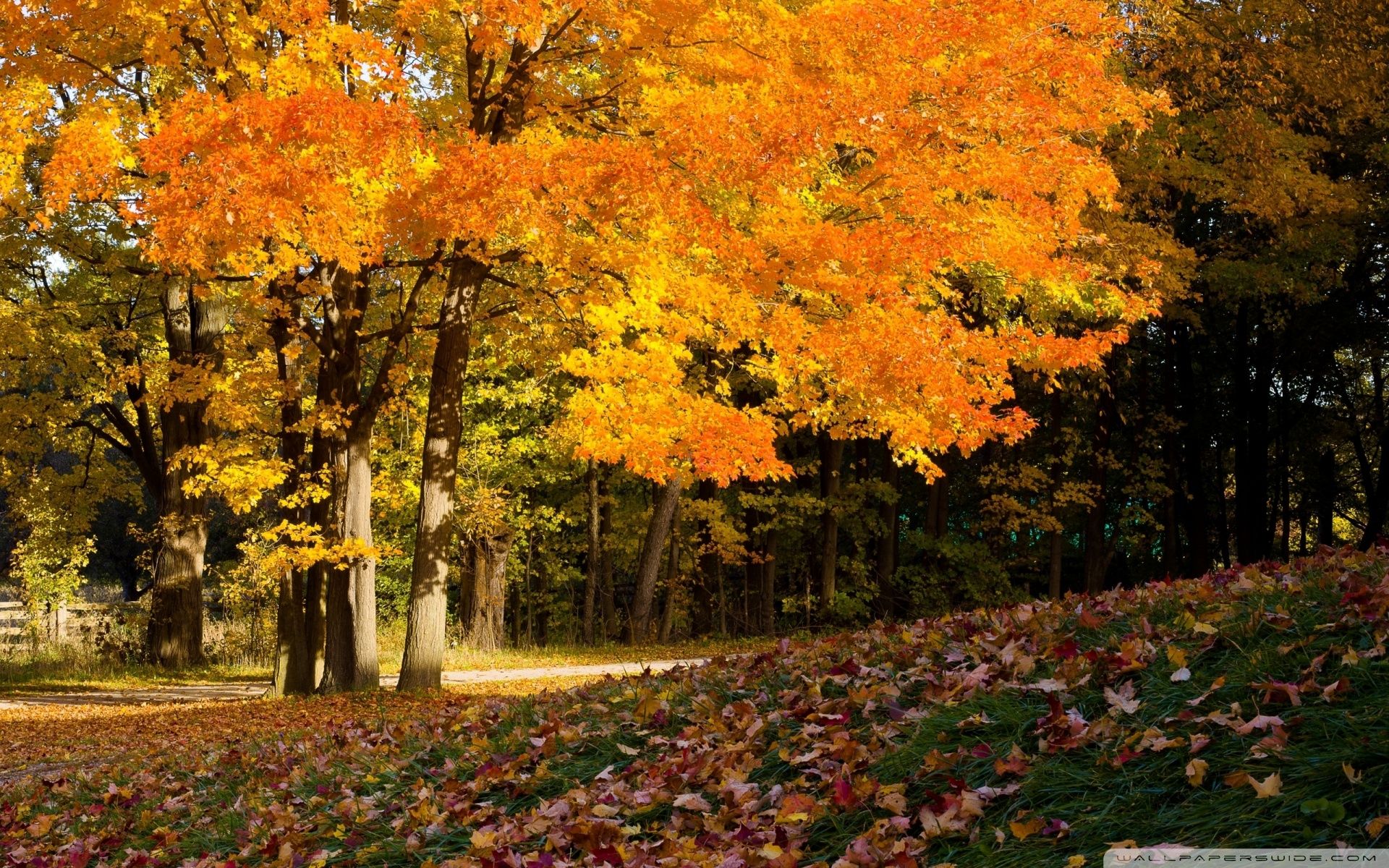 1920x1200 Fall Scene 4K UHD Wallpaper for UltraHD Desktop and TV : Smartphone and Tablet Devices