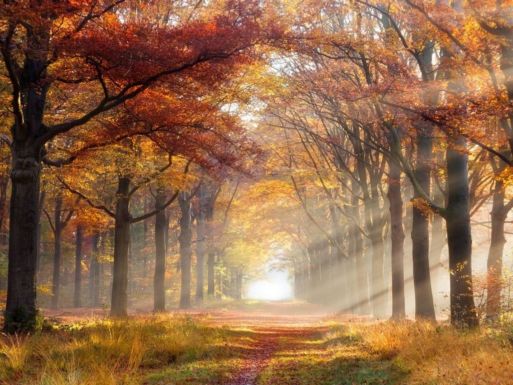 1024x768 Photos: Turn a new leaf with the best Zoom background for fall