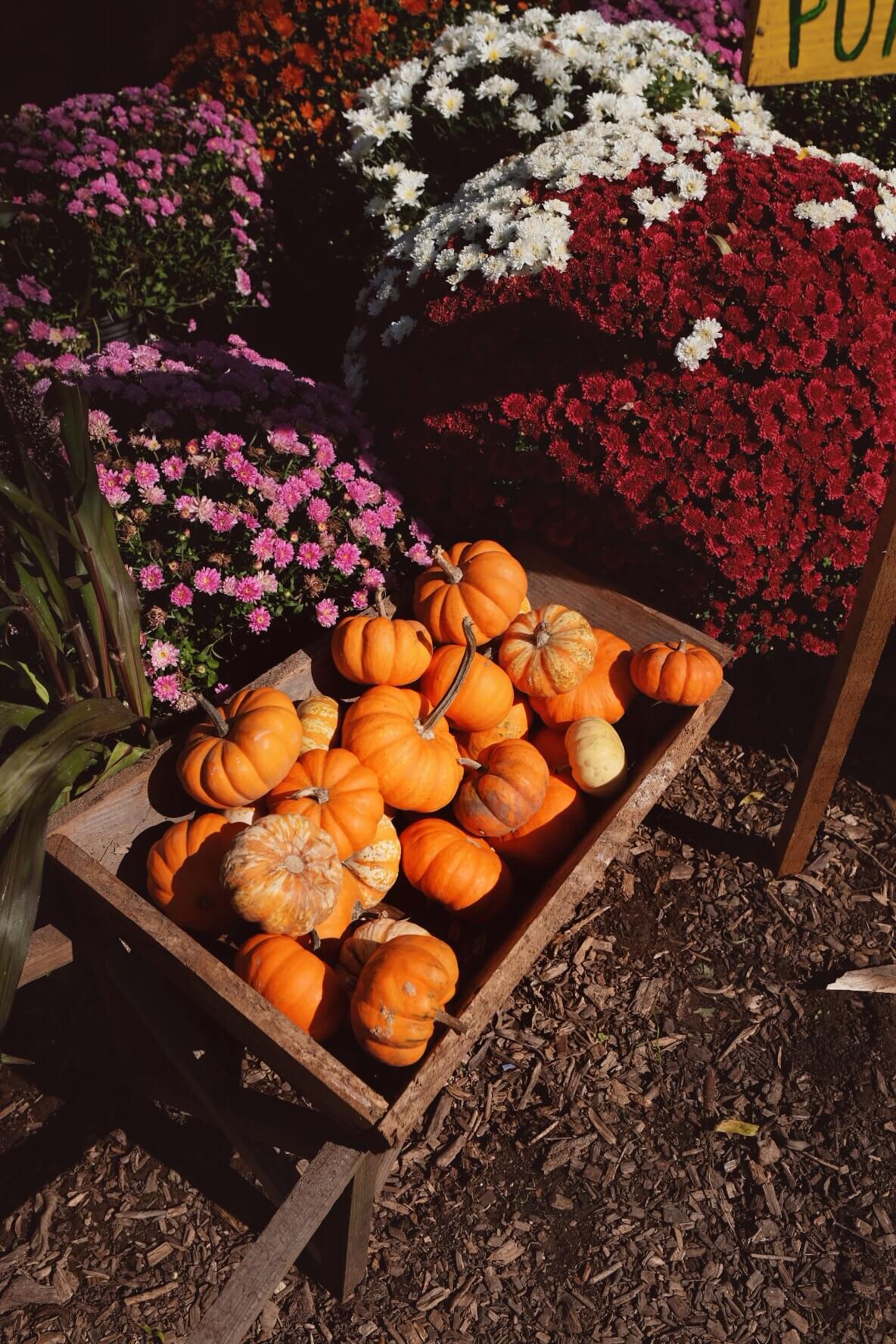 1184x1776 How to Get Perfect Fall Vibes in Your Photo, Every Time Color Story