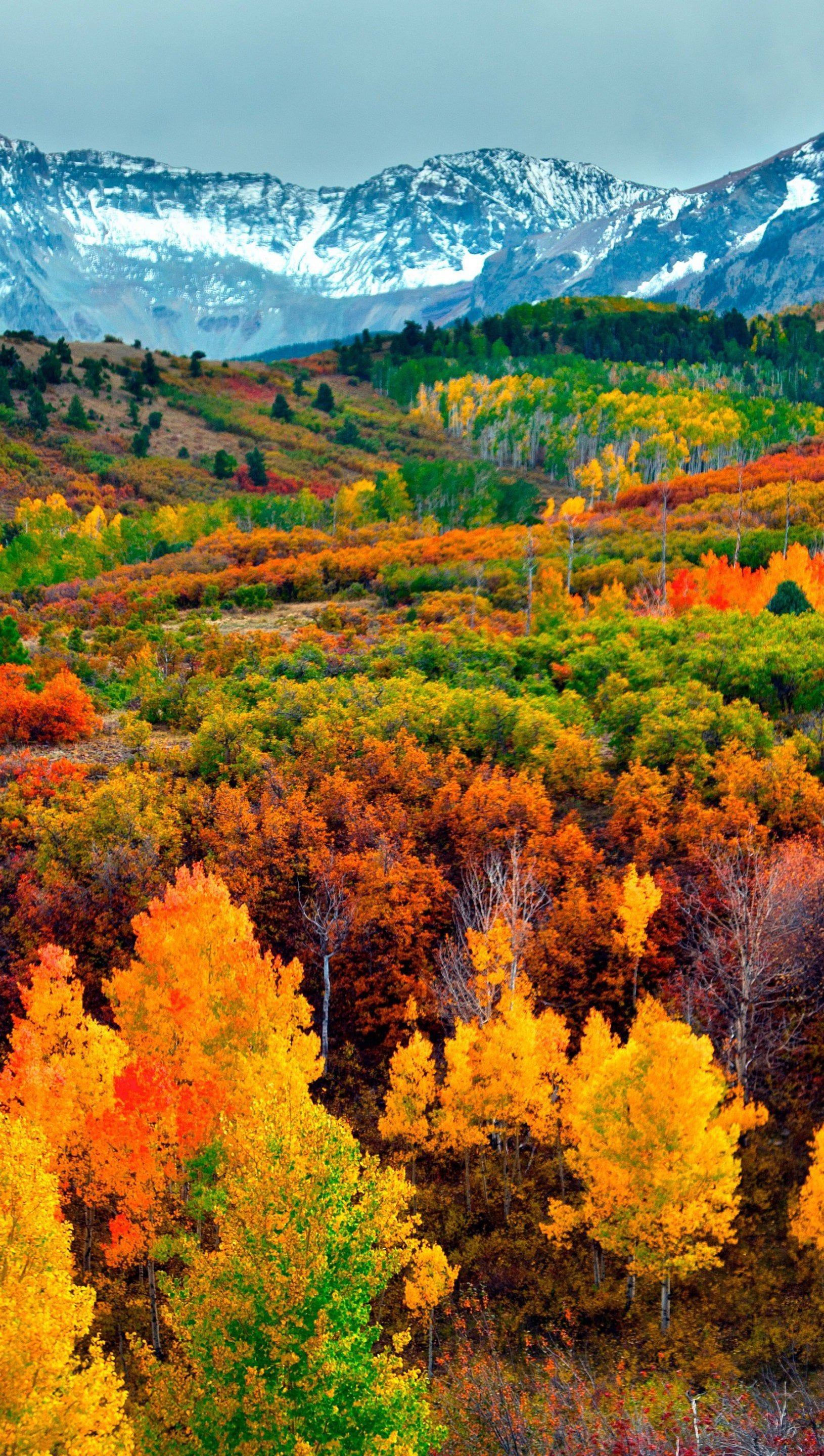 1630x2880 Mountains and forest in autumn Wallpaper 4K for iPhone and Mobile Phone
