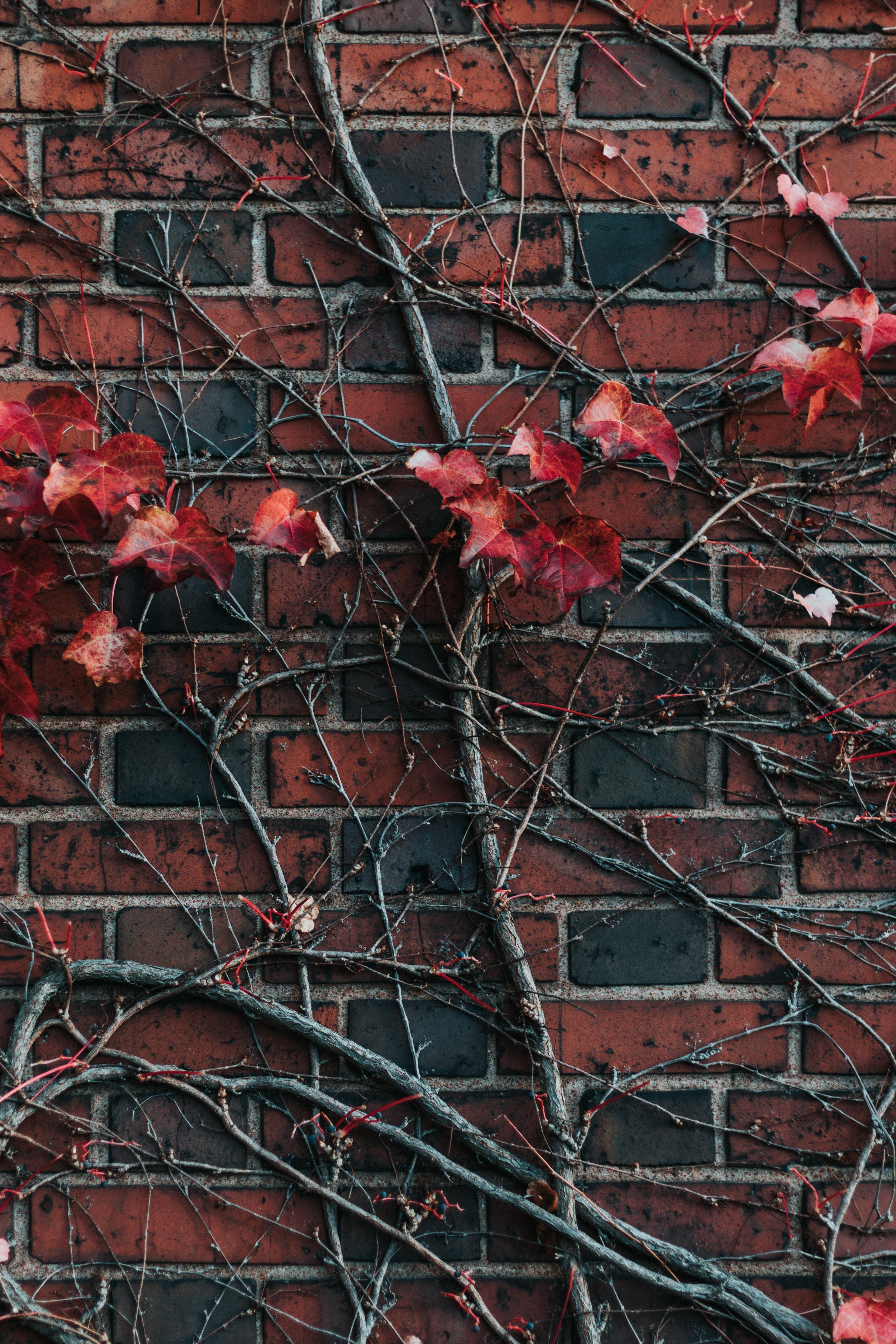4000x6000 Wrocław, Poland, Canon, Canon EOS 77D, #D49B9B. Textured background, Cool wallpaper, Wallpaper