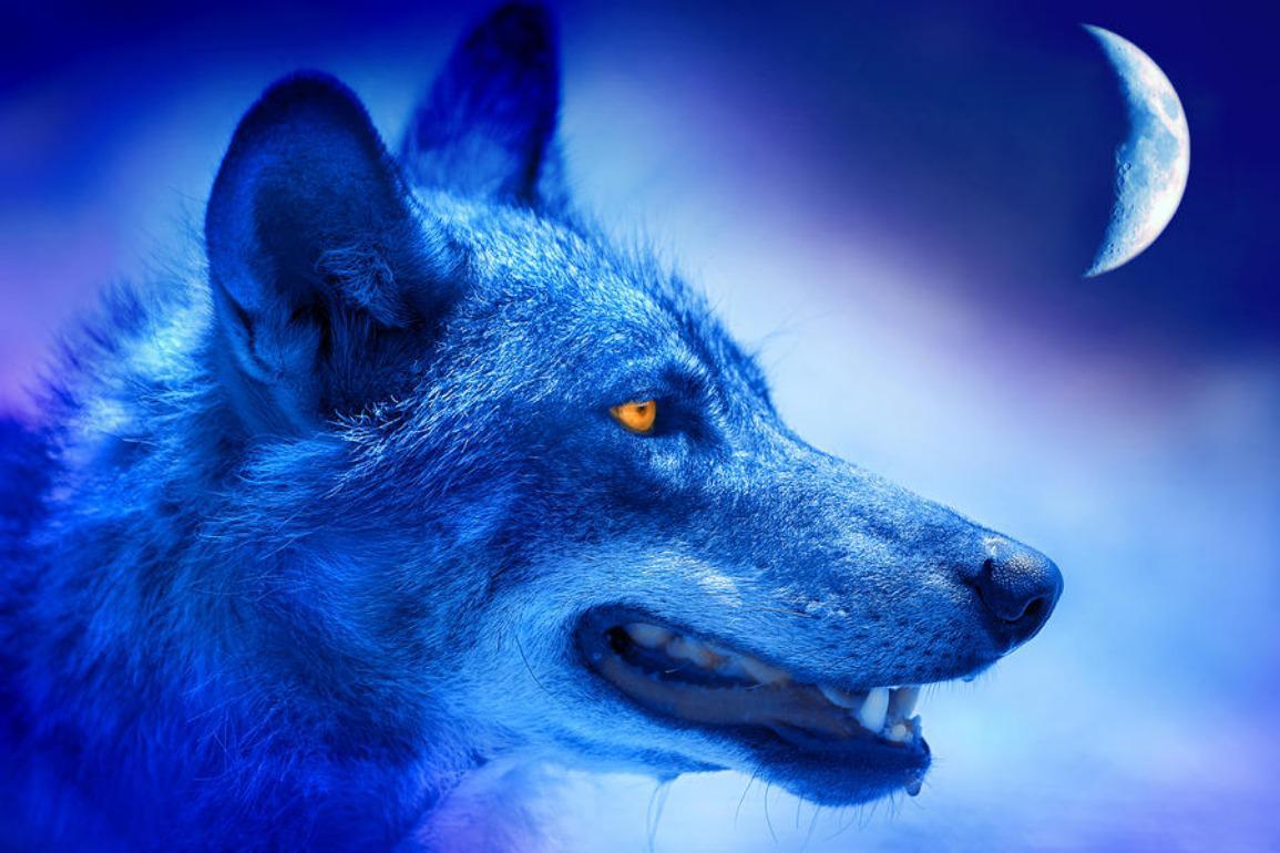 Alpha wolf Wallpapers Download  MobCup
