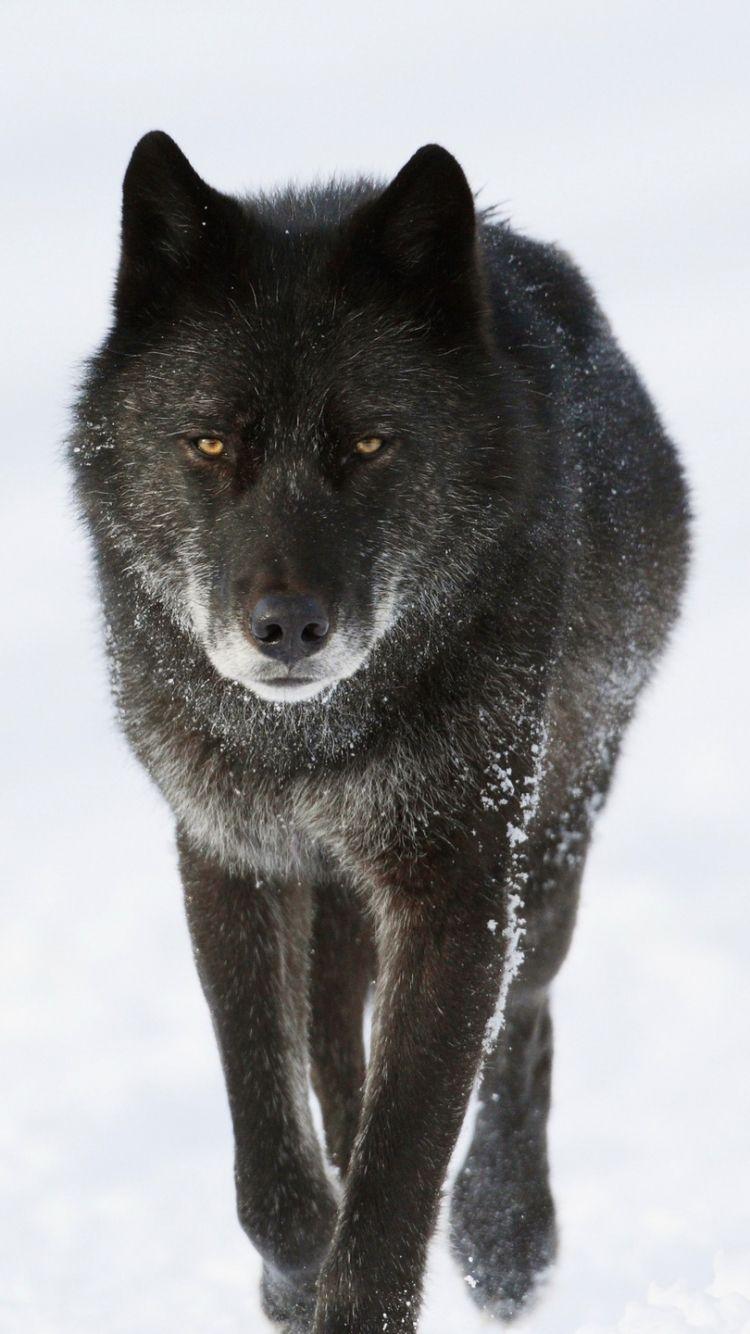 Hình nền 750x1334 Animal Wolf (750x1334)