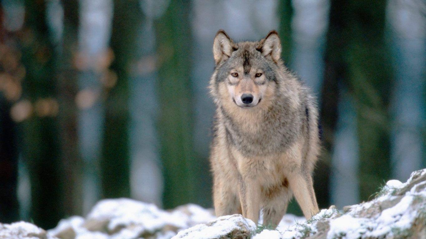 1366x768 Con chó đen Big Brother Alpha Wolfs Brown Akira Wolves Wolf hình nền