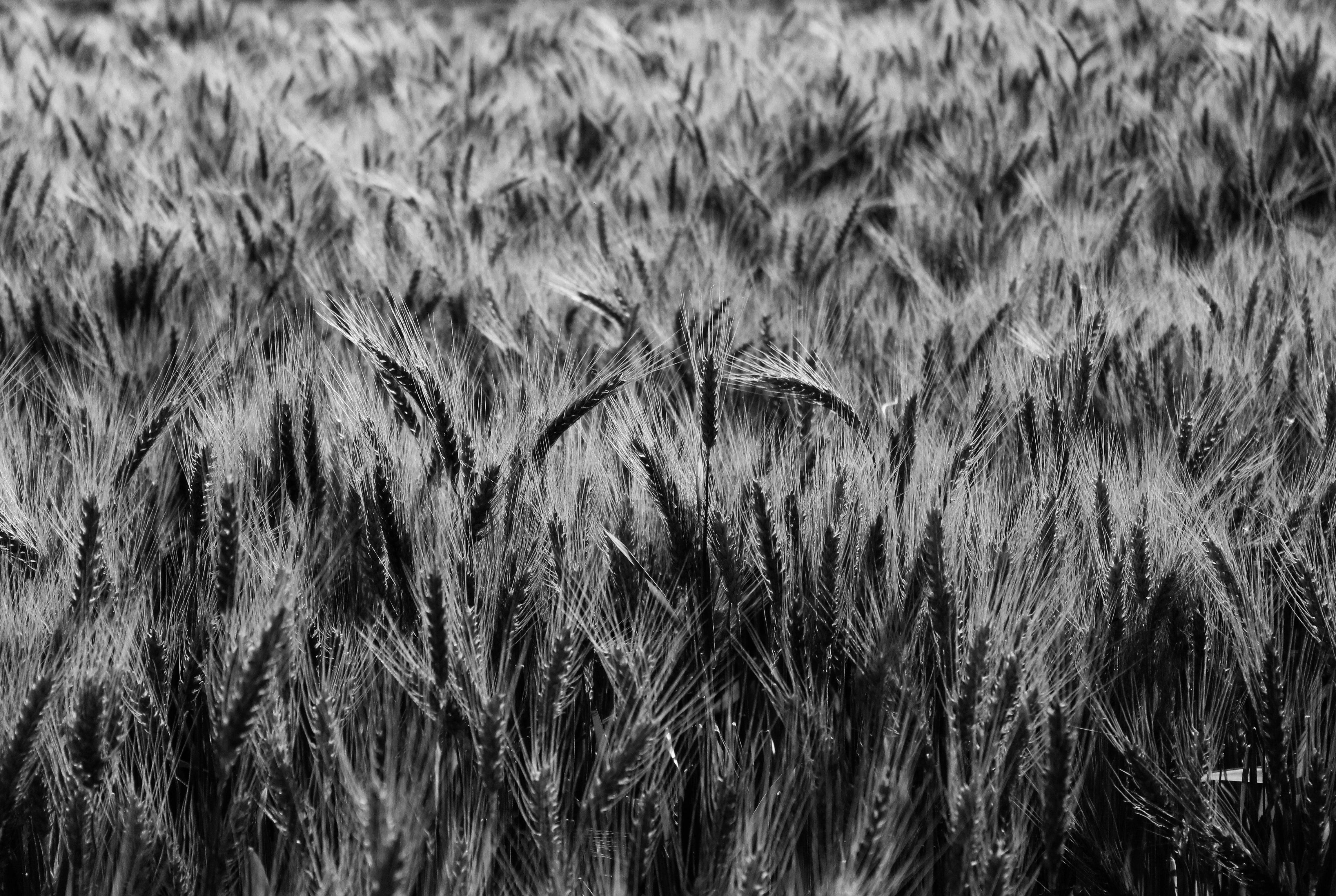 4608x3091 Grayscale of Wheat Digital Wallpaper · Free