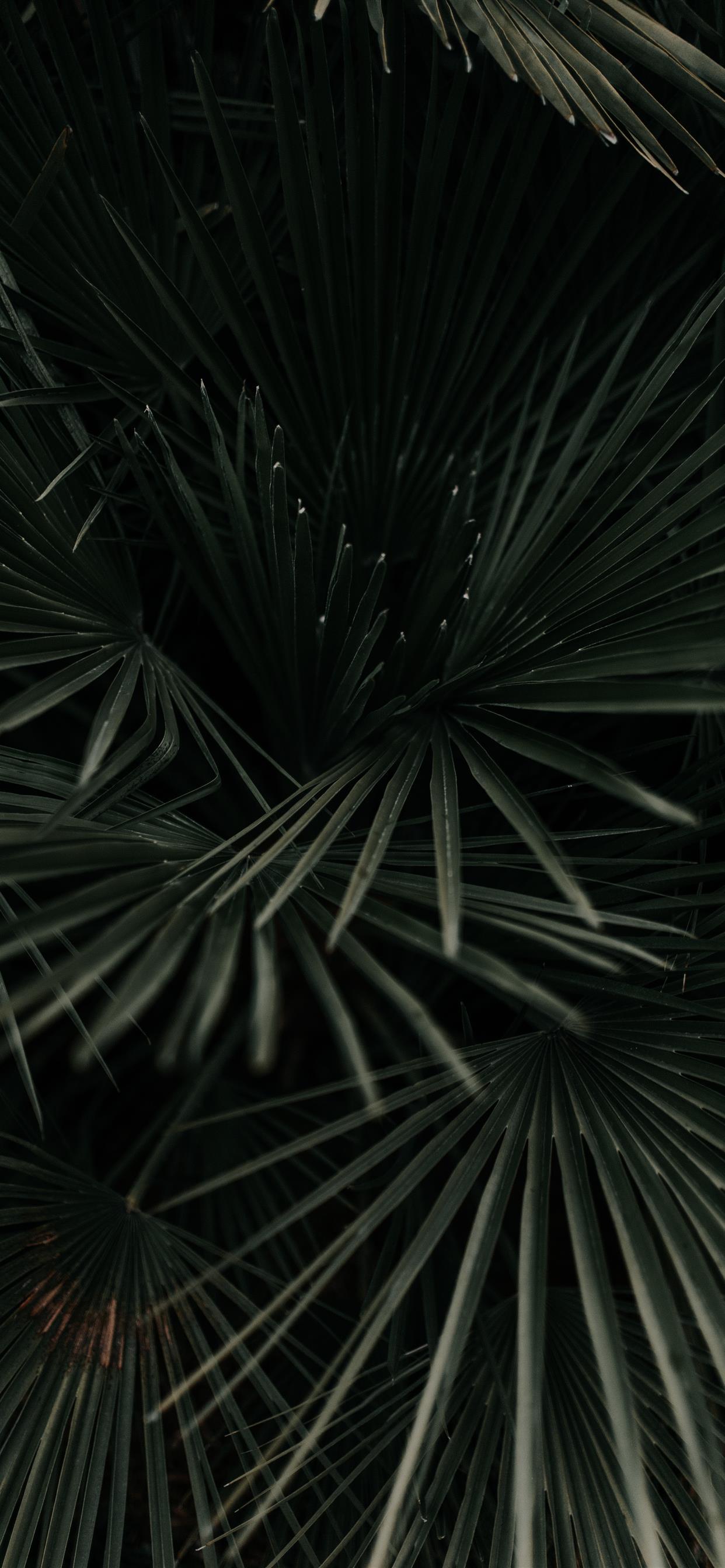 1242x2688 grayscale photography of leaves iPhone 11 Wallpaper Free Download