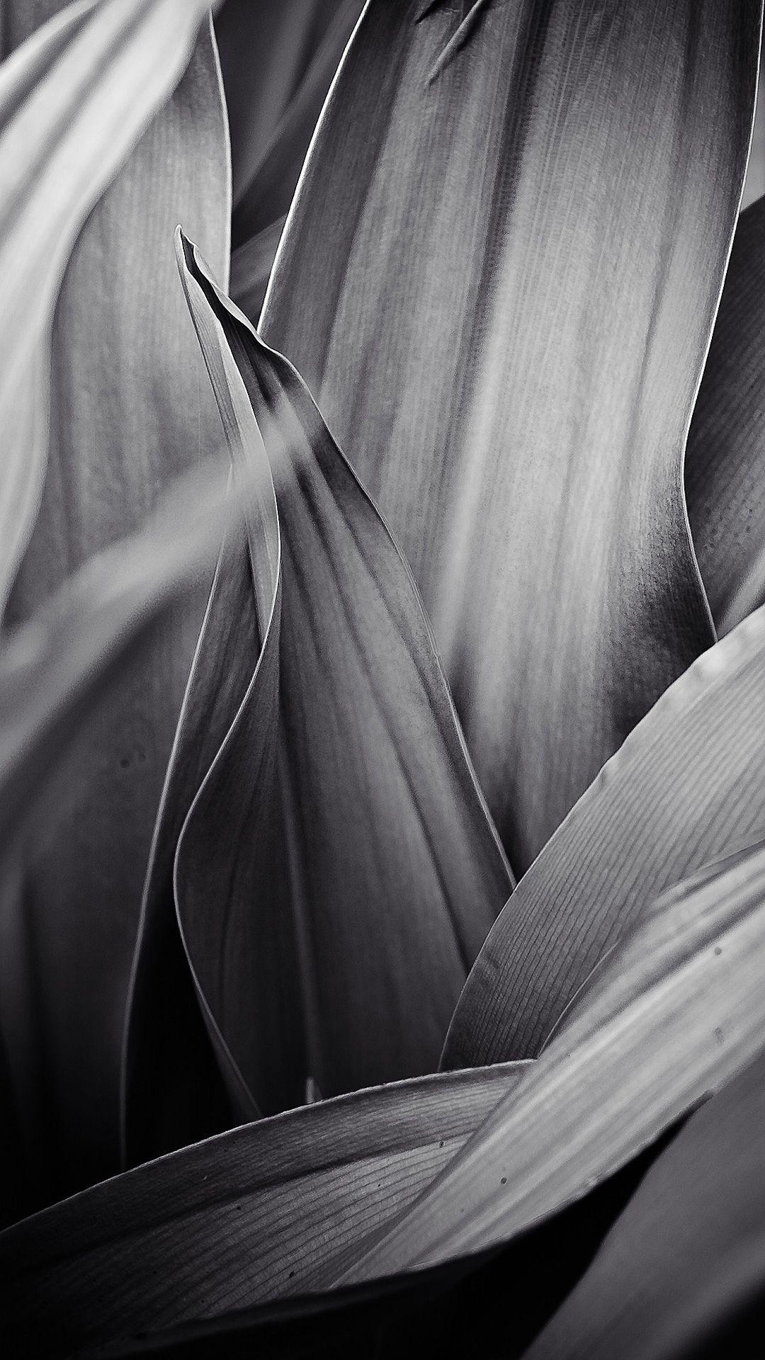 1080x1920 Leaf Grayscale Macro Wallpaper HD iPad 6 Wallpaper & Background Download