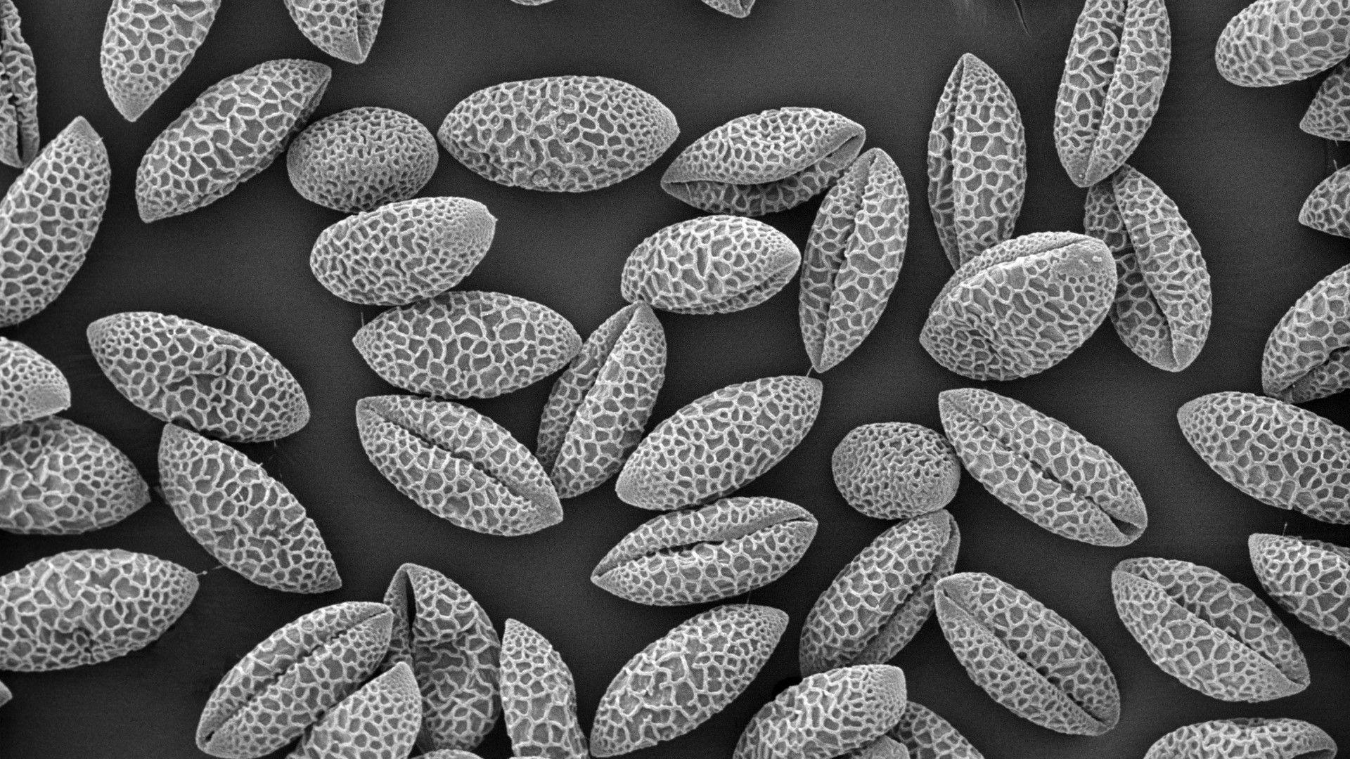 1920x1080 Download Grayscale Pollen Wallpaper 1920x1080