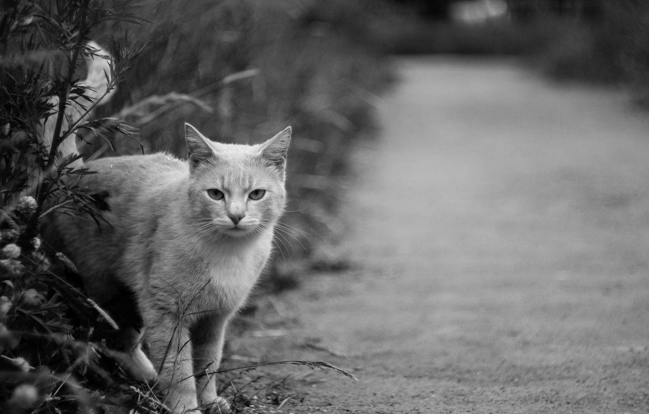 1332x850 Wallpaper Cat, Cat, Cat, Animal, Grayscale image for desktop, section кошки