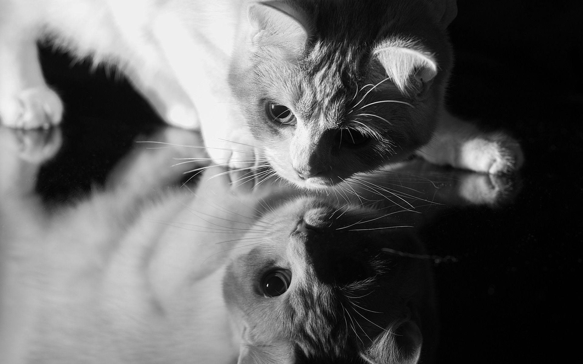 1920x1200 Free Grayscale Wallpaper