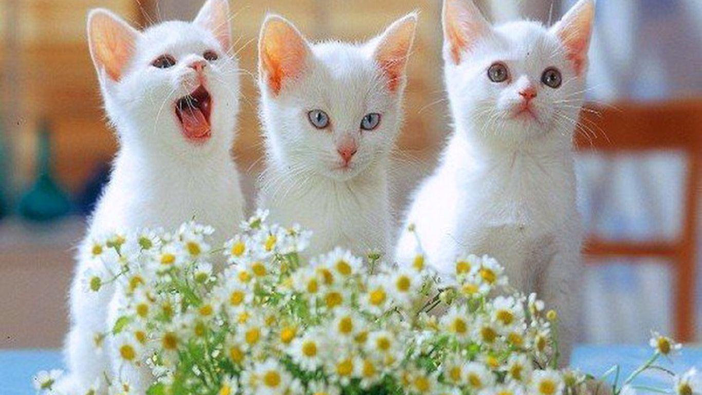 cute cats and kittens wallpapers top free cute cats and kittens backgrounds wallpaperaccess cute cats and kittens wallpapers top