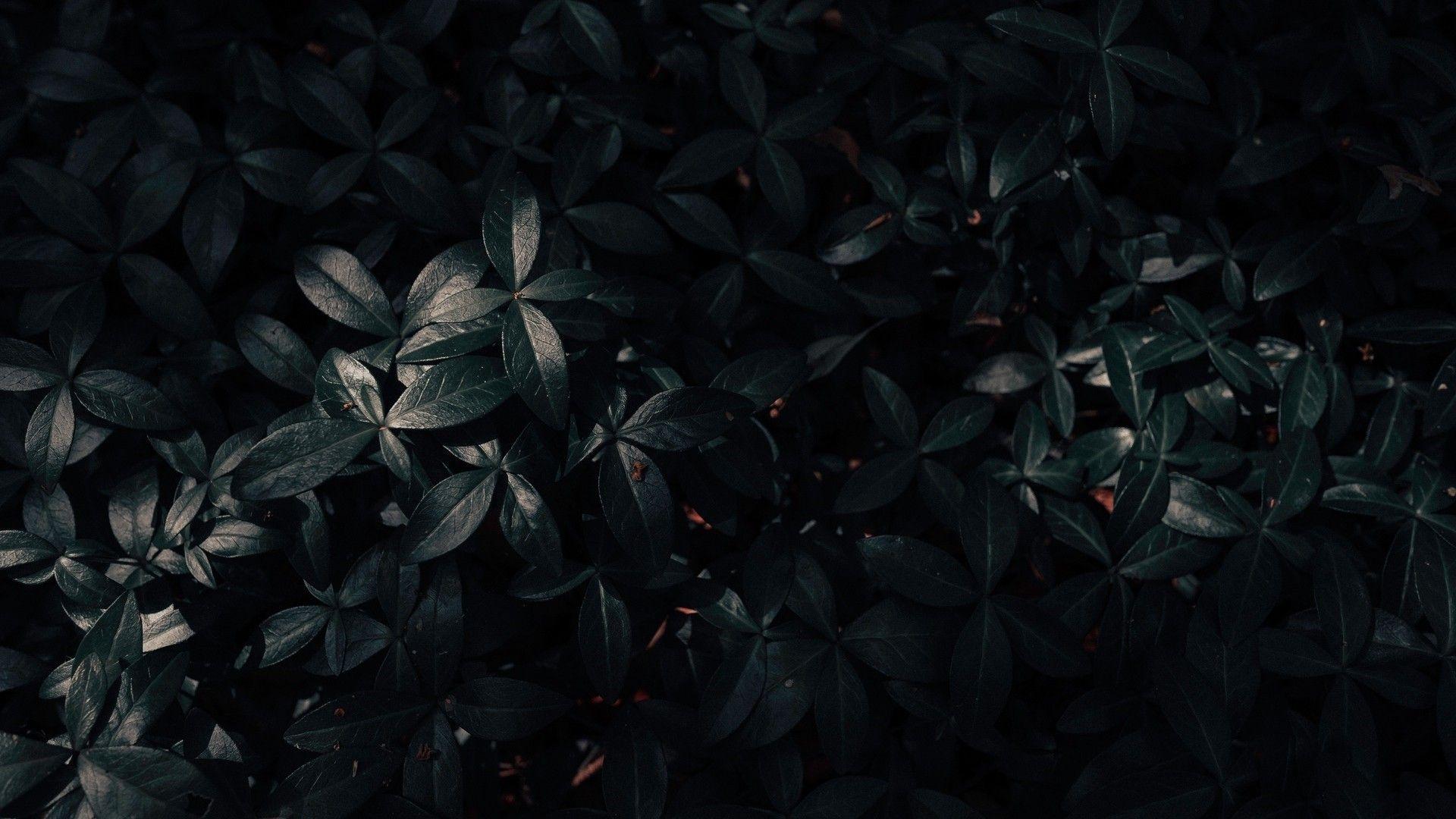 1920x1080 Black Green Leaves HD Black Aesthetic Wallpaper