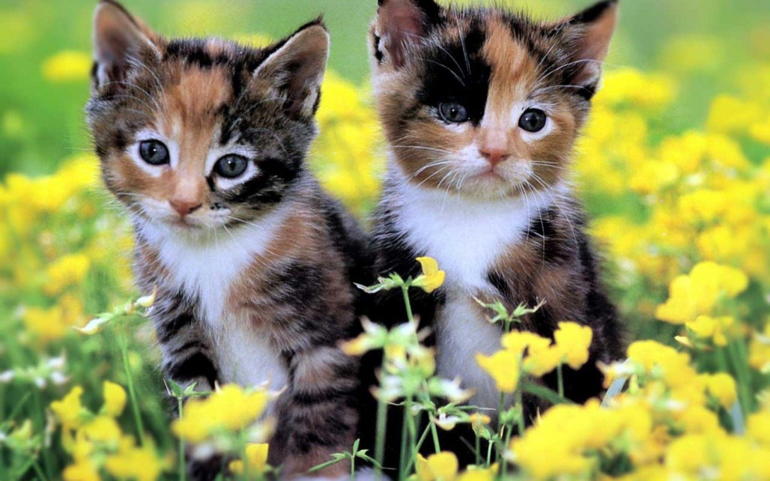 Cute Baby Kitten HD Wallpapers - Top Free Cute Baby Kitten HD