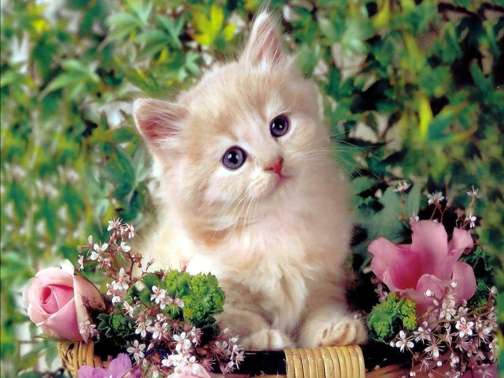 Cute Kittens Wallpapers For Mobile Hd